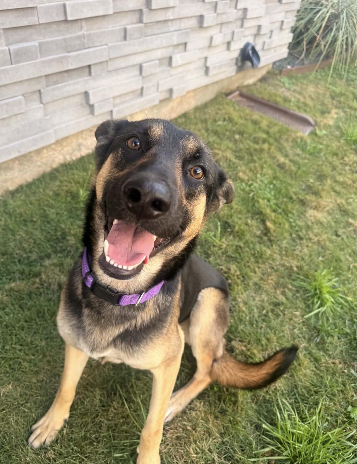 ARCHIE, an adopted German Shepherd Dog in Nashua, NH image 5/6