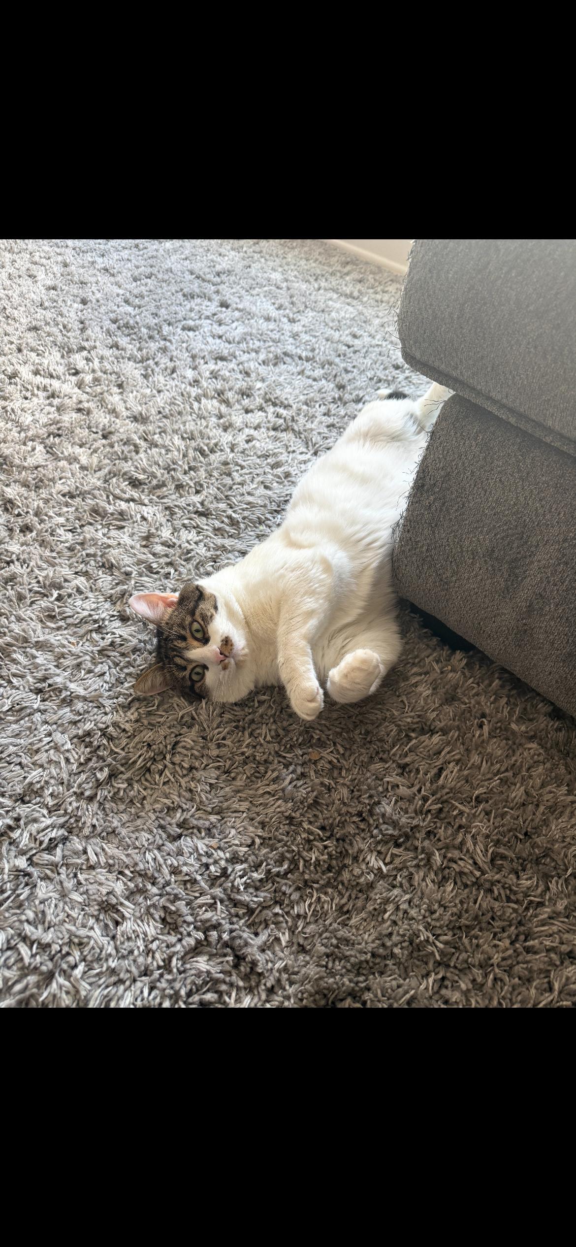 Maverick, ADOPTABLE, Adult Male American Shorthair.