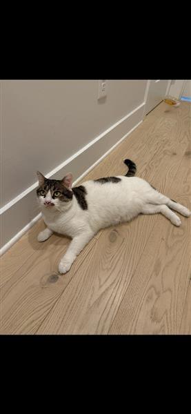 Enlarge Maverick, a ADOPTABLE American Shorthair in Grafton, MA image 2/3
