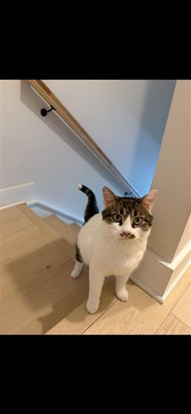 Enlarge Maverick, a ADOPTABLE American Shorthair in Grafton, MA image 3/3