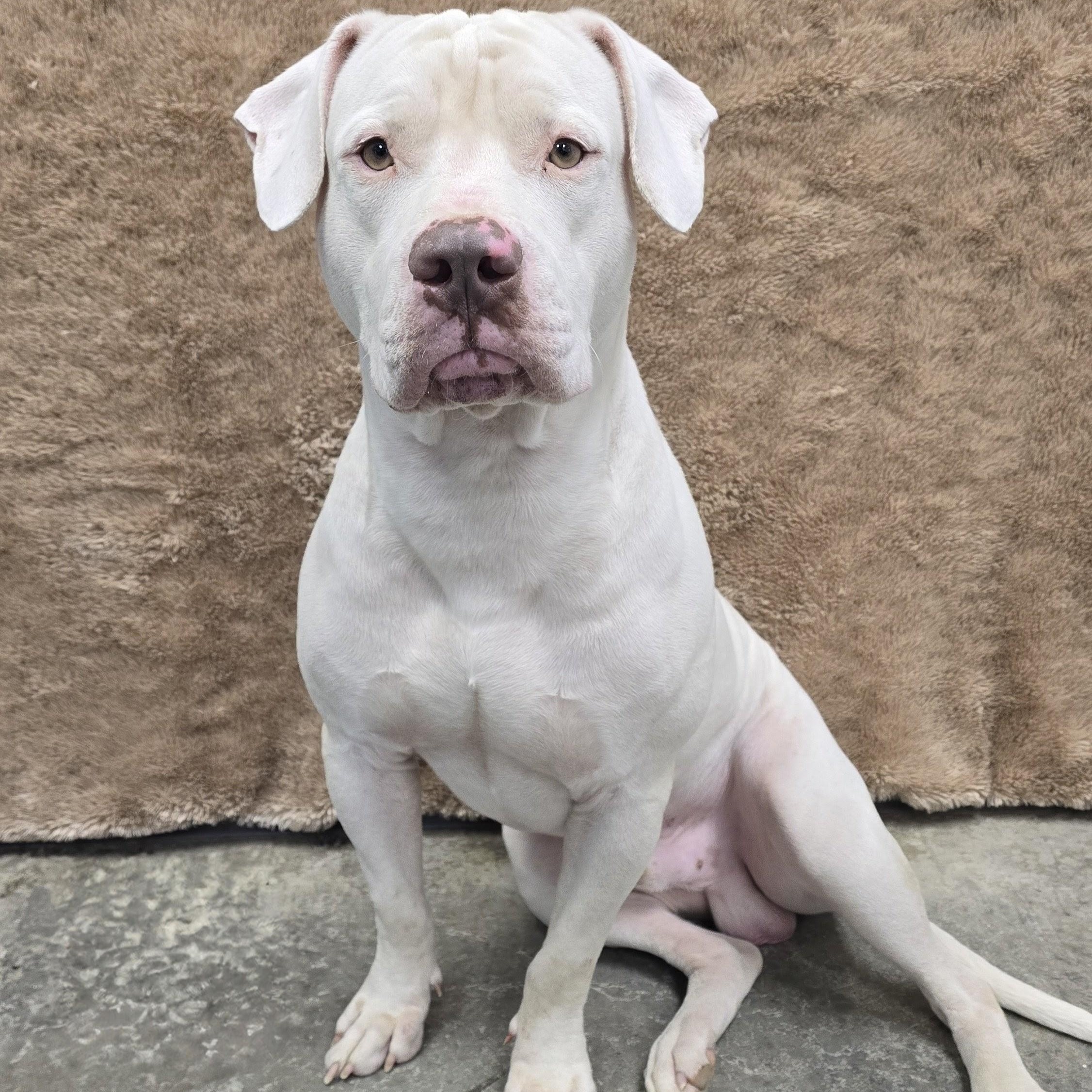 Enlarge Kylo, a Adoptable mixed breed in Mount Carmel, IL image 4/6