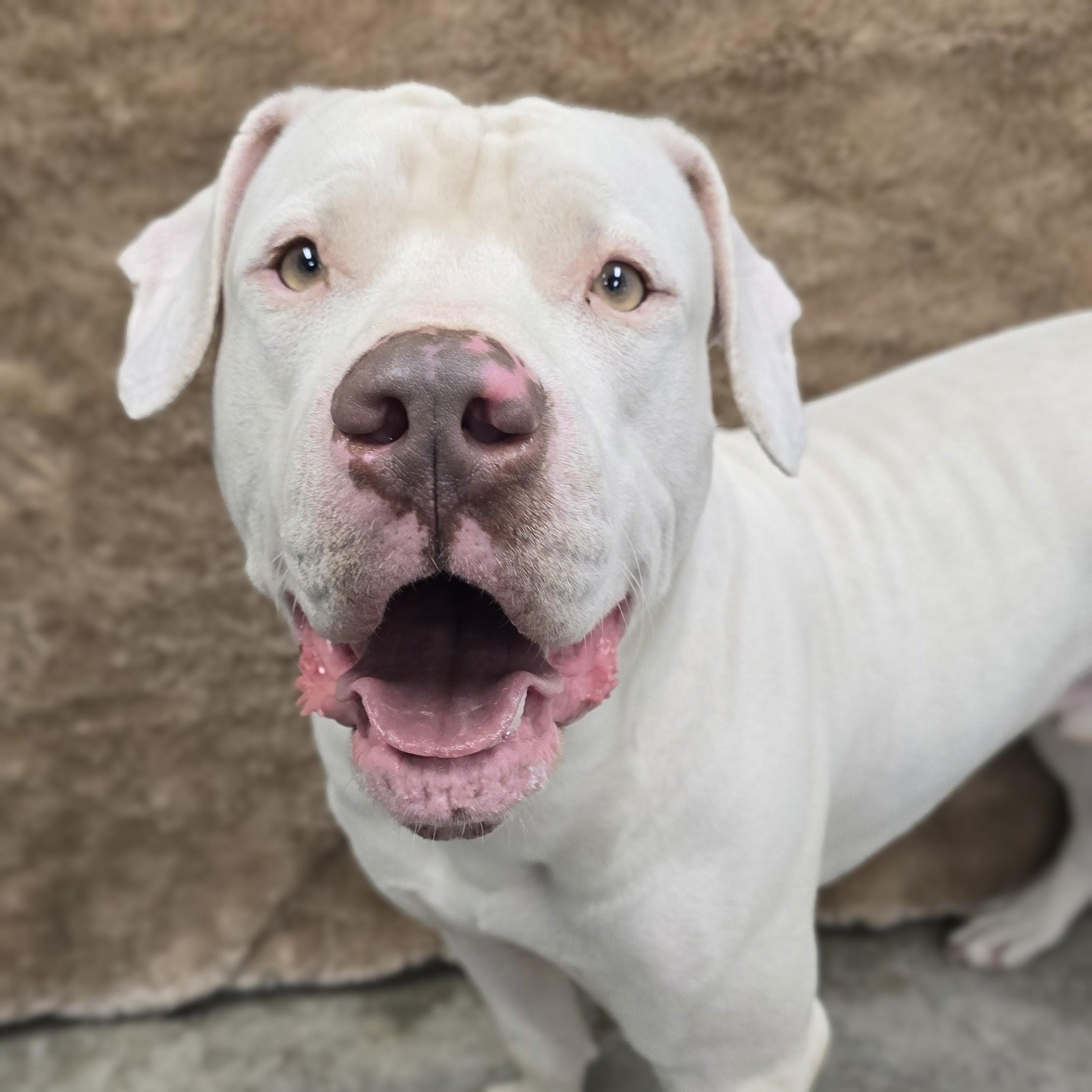 Enlarge Kylo, a Adoptable mixed breed in Mount Carmel, IL image 1/6