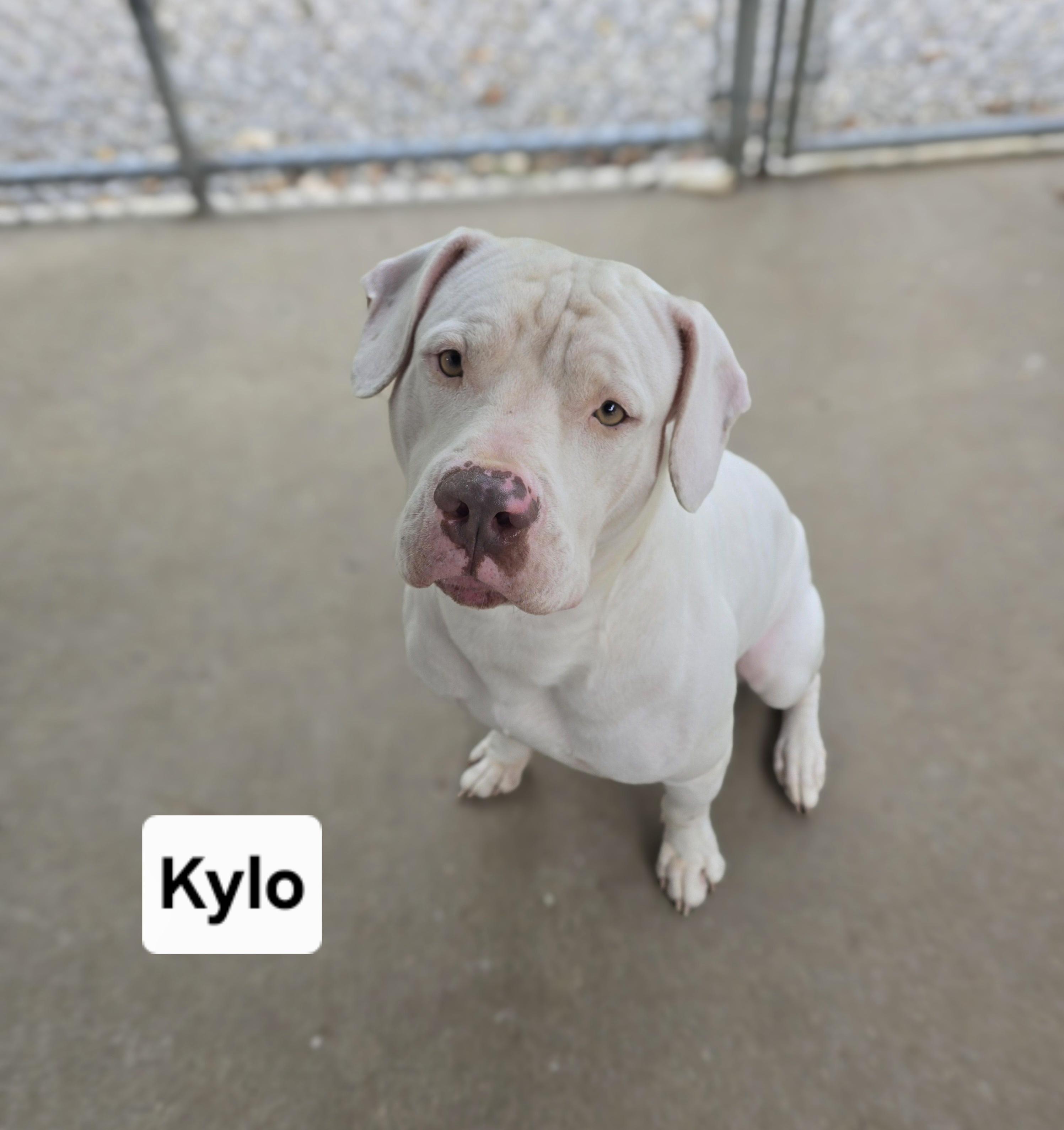 Enlarge Kylo, a Adoptable mixed breed in Mount Carmel, IL image 2/6