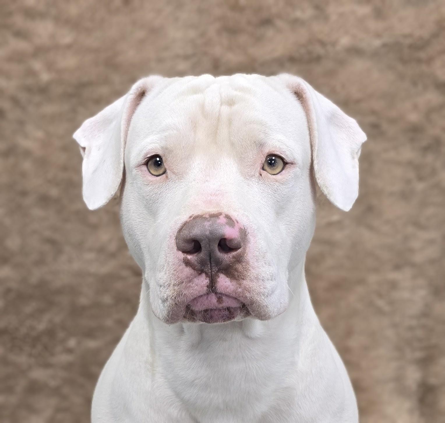 Enlarge Kylo, a Adoptable mixed breed in Mount Carmel, IL image 5/6