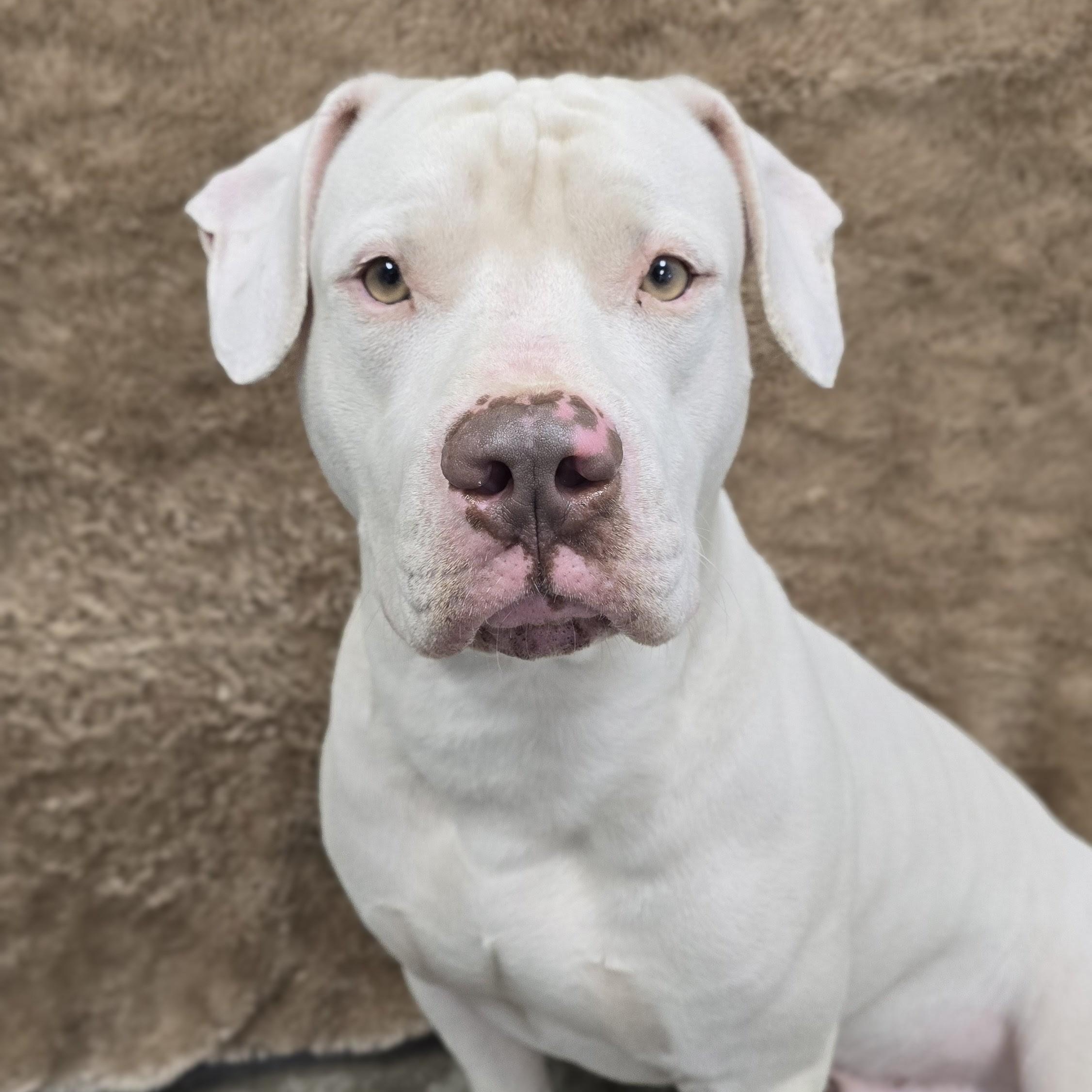 Enlarge Kylo, a Adoptable mixed breed in Mount Carmel, IL image 3/6