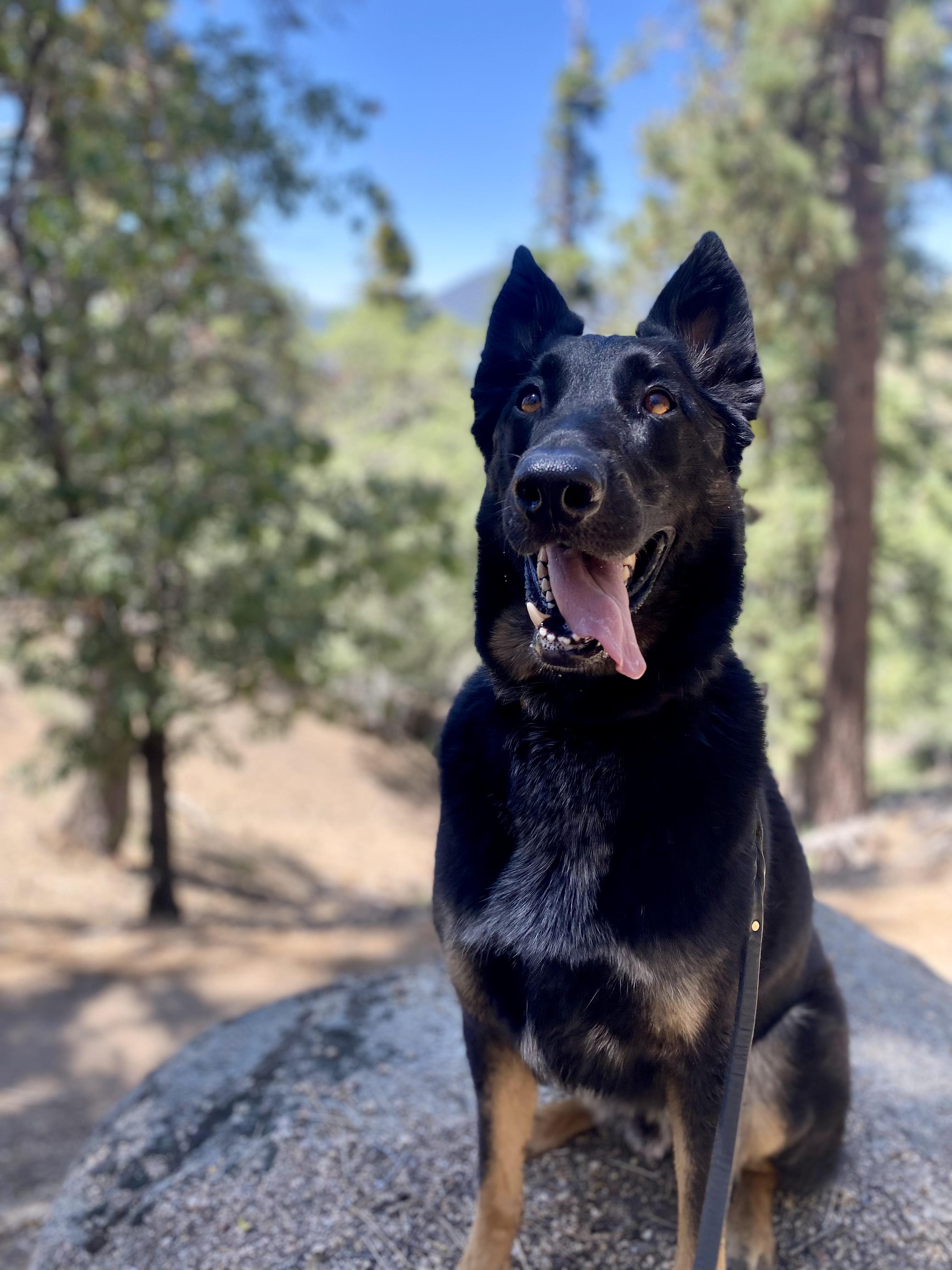 Enlarge Bohdi (Courtesy Post), a Adoptable German Shepherd Dog in Los Angeles, CA image 1/6