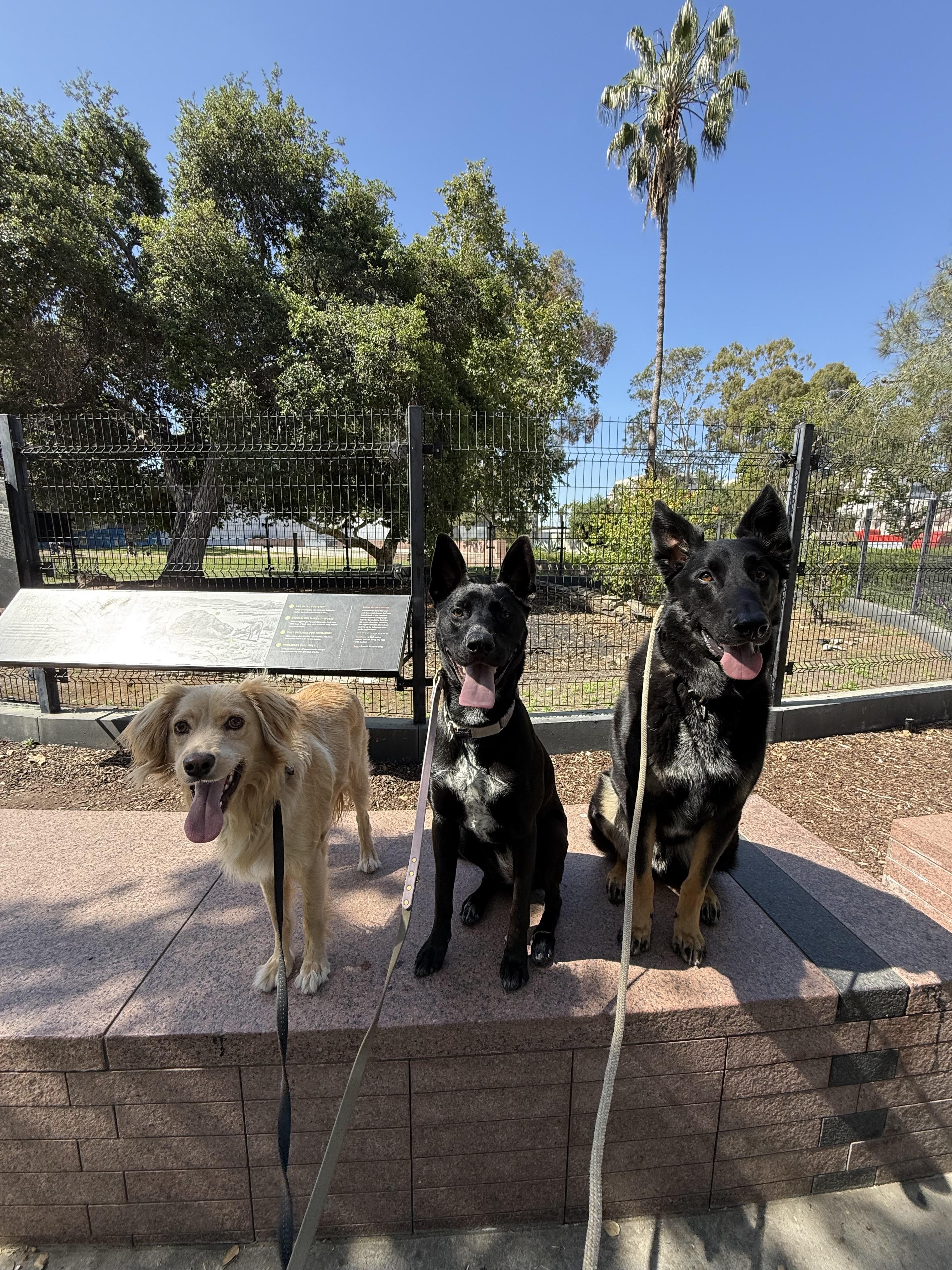 Enlarge Bohdi (Courtesy Post), a Adoptable German Shepherd Dog in Los Angeles, CA image 6/6