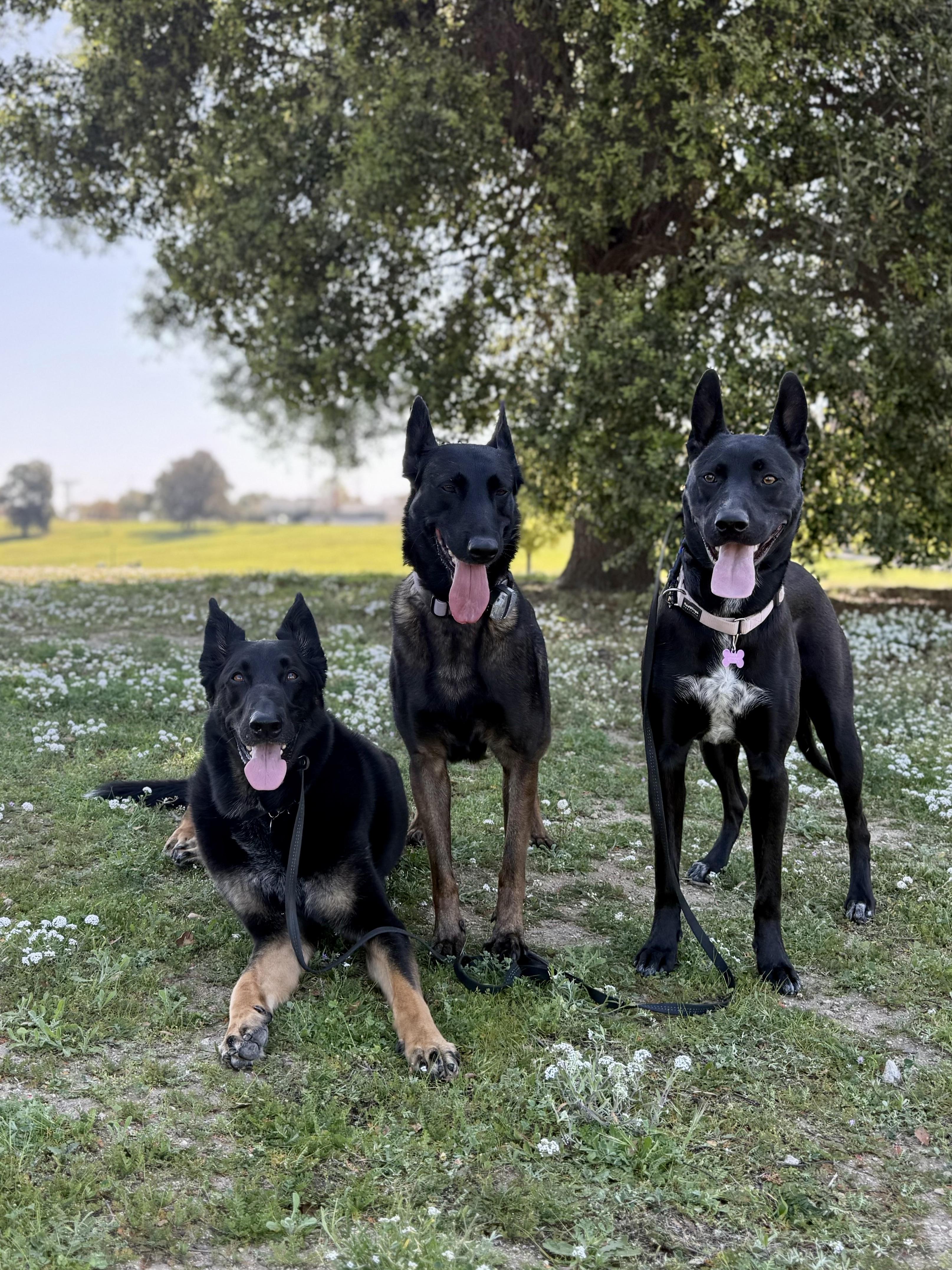 Enlarge Bohdi (Courtesy Post), a Adoptable German Shepherd Dog in Los Angeles, CA image 4/6