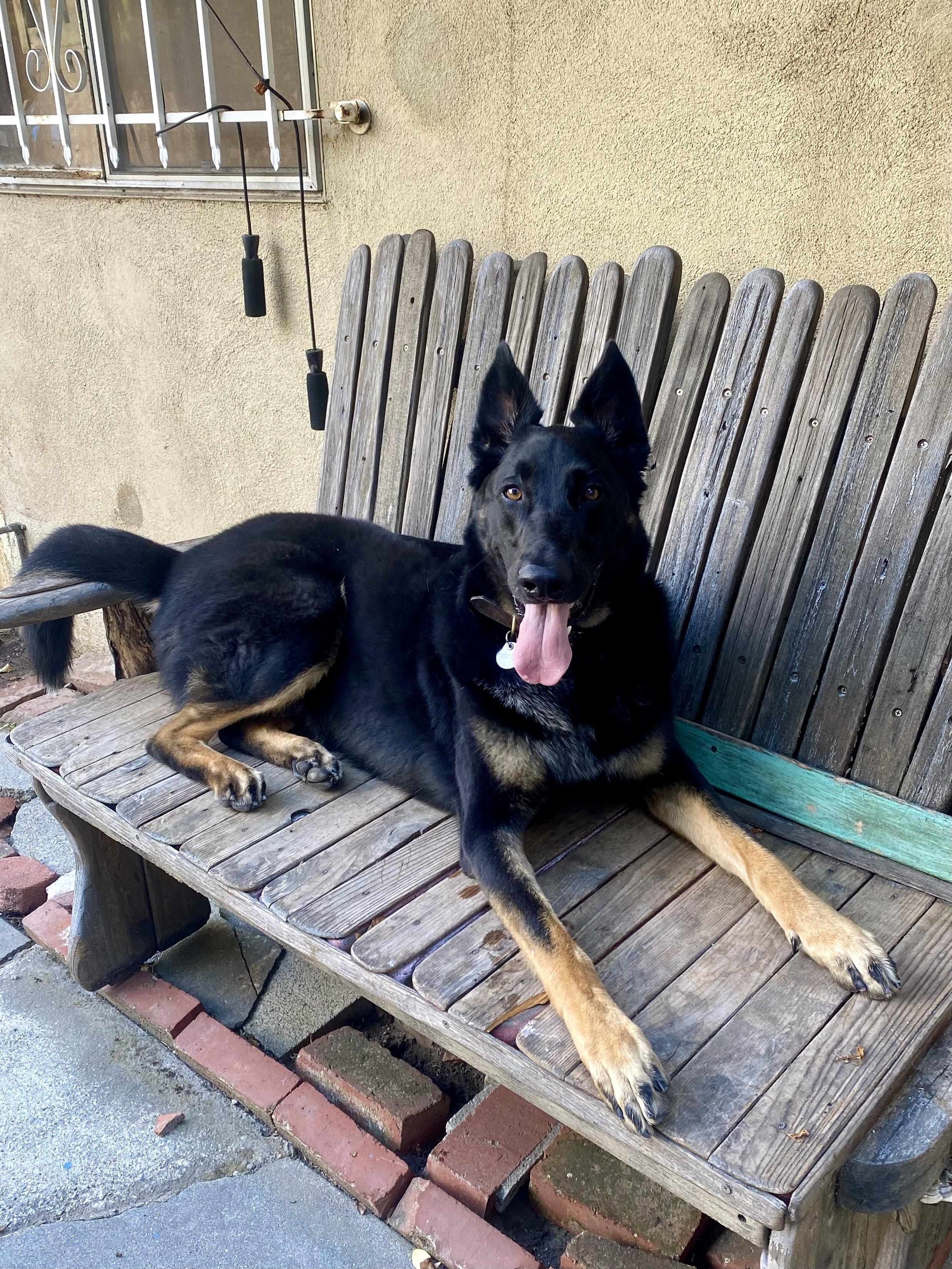 Enlarge Bohdi (Courtesy Post), a Adoptable German Shepherd Dog in Los Angeles, CA image 2/6