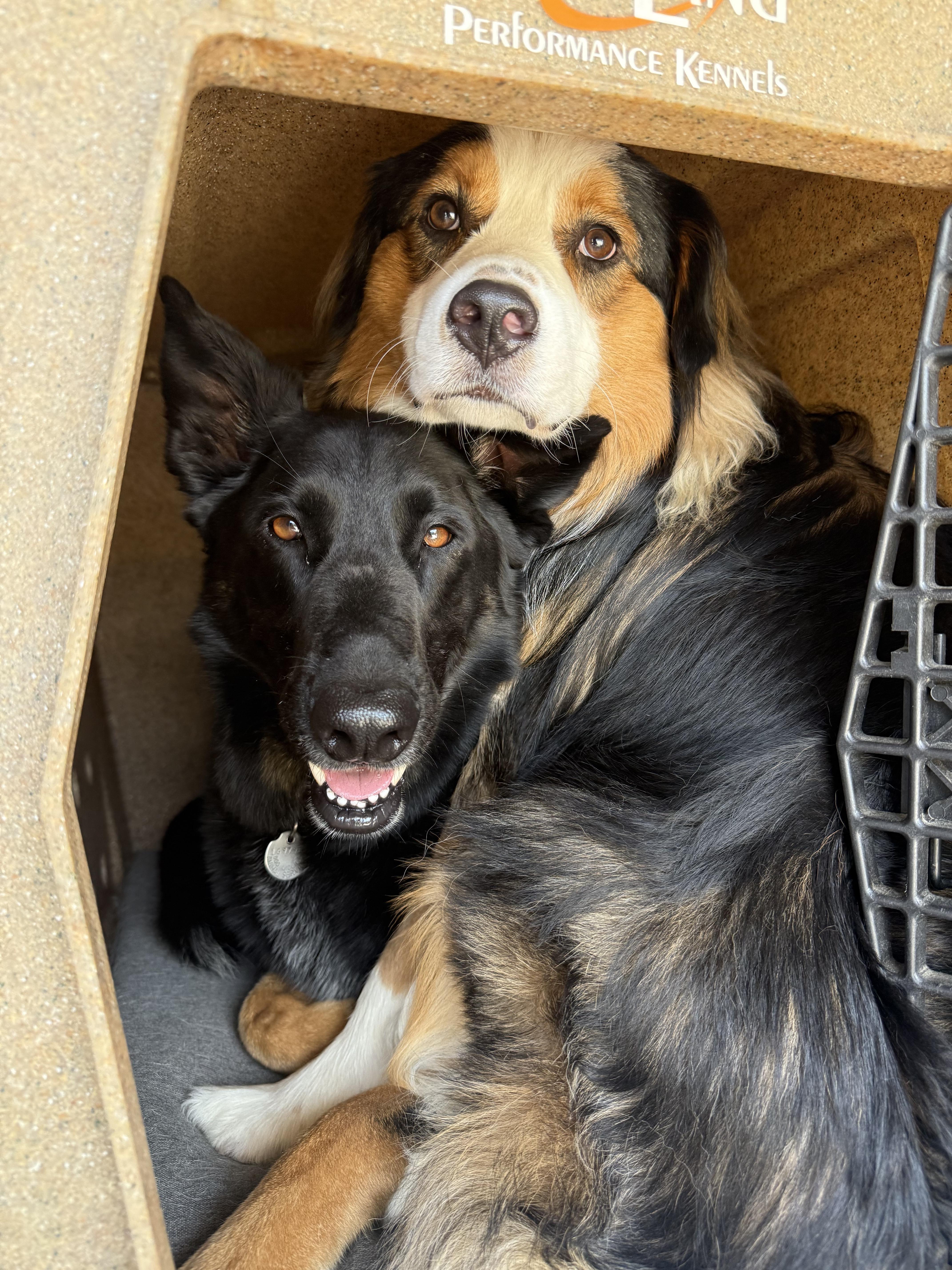 Enlarge Bohdi (Courtesy Post), a Adoptable German Shepherd Dog in Los Angeles, CA image 3/6