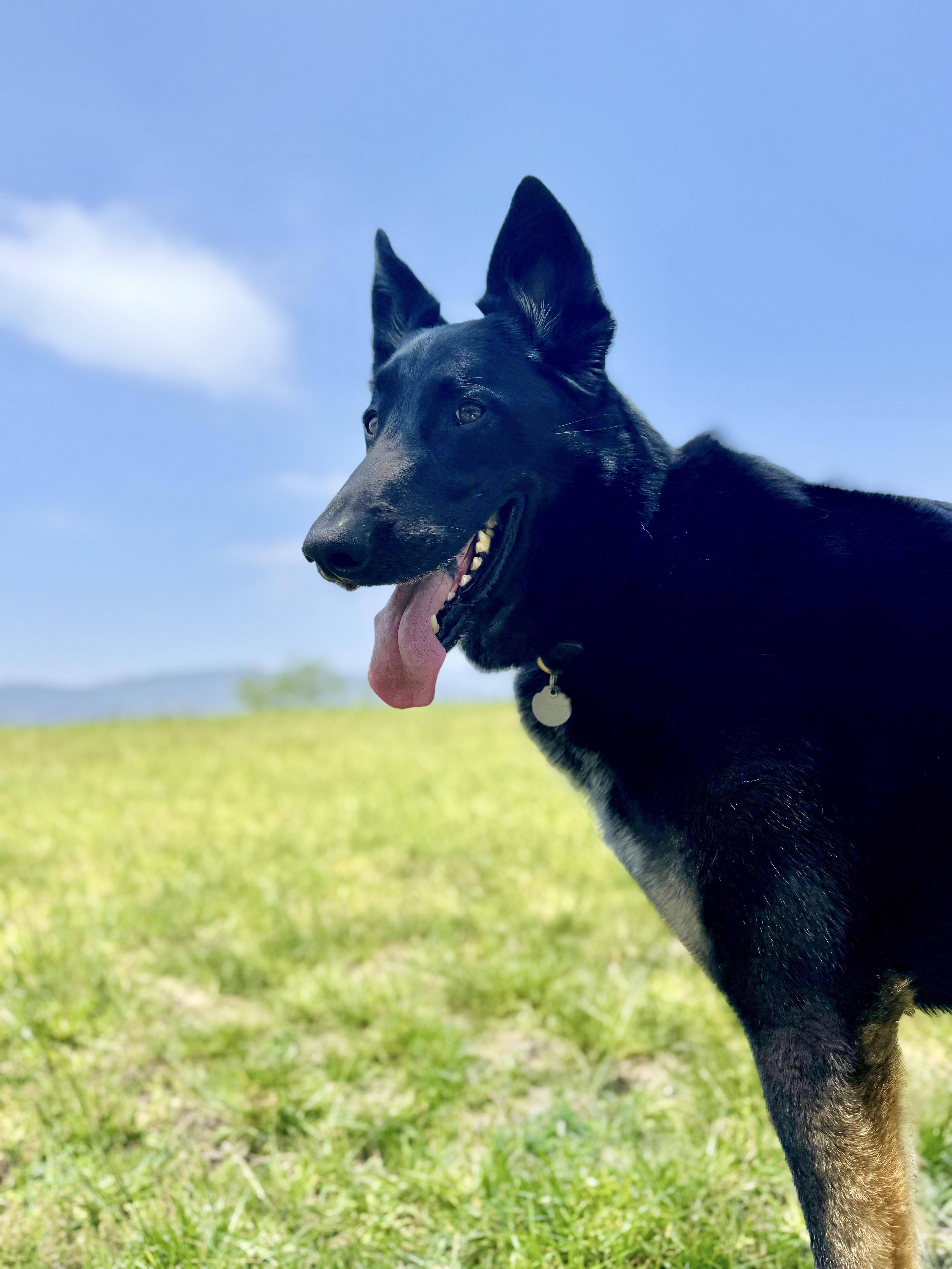 Enlarge Bohdi (Courtesy Post), a Adoptable German Shepherd Dog in Los Angeles, CA image 5/6