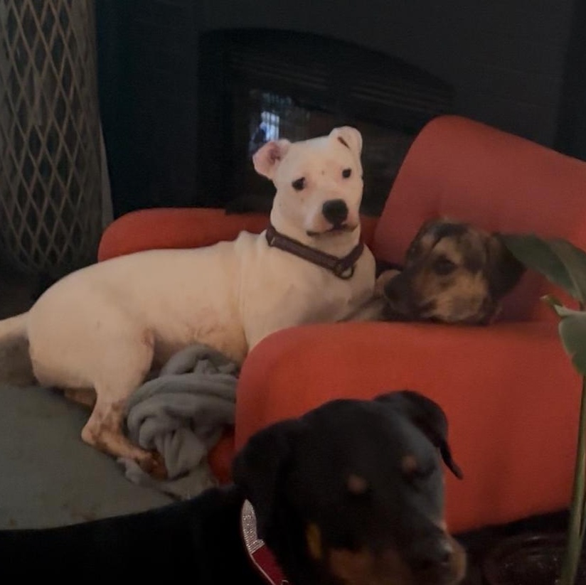 Enlarge Piper, a Adoptable mixed breed in Catawba, NC image 6/6