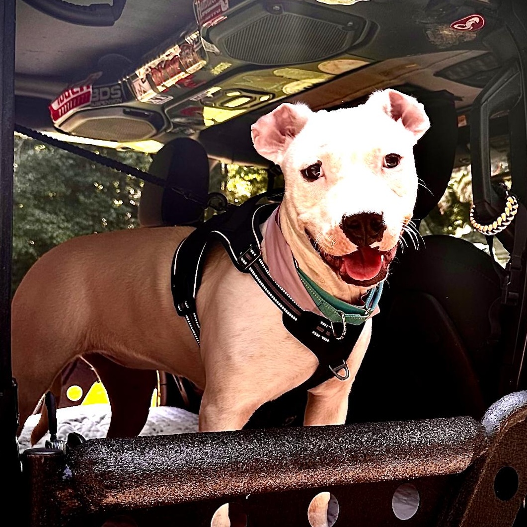 Enlarge Piper, a Adoptable mixed breed in Catawba, NC image 5/6