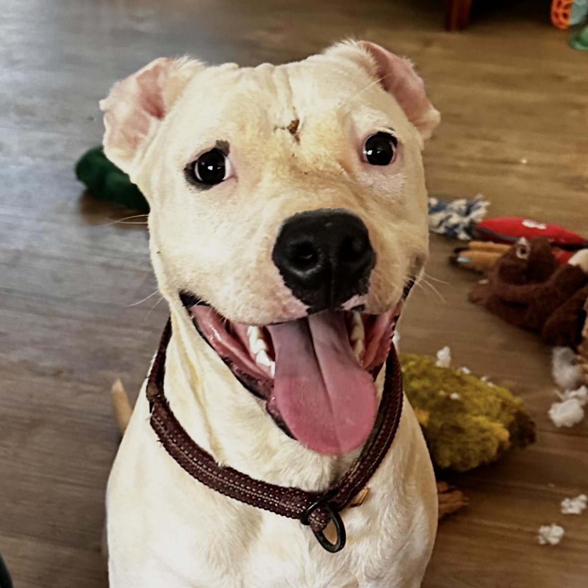 Enlarge Piper, a Adoptable mixed breed in Catawba, NC image 3/6