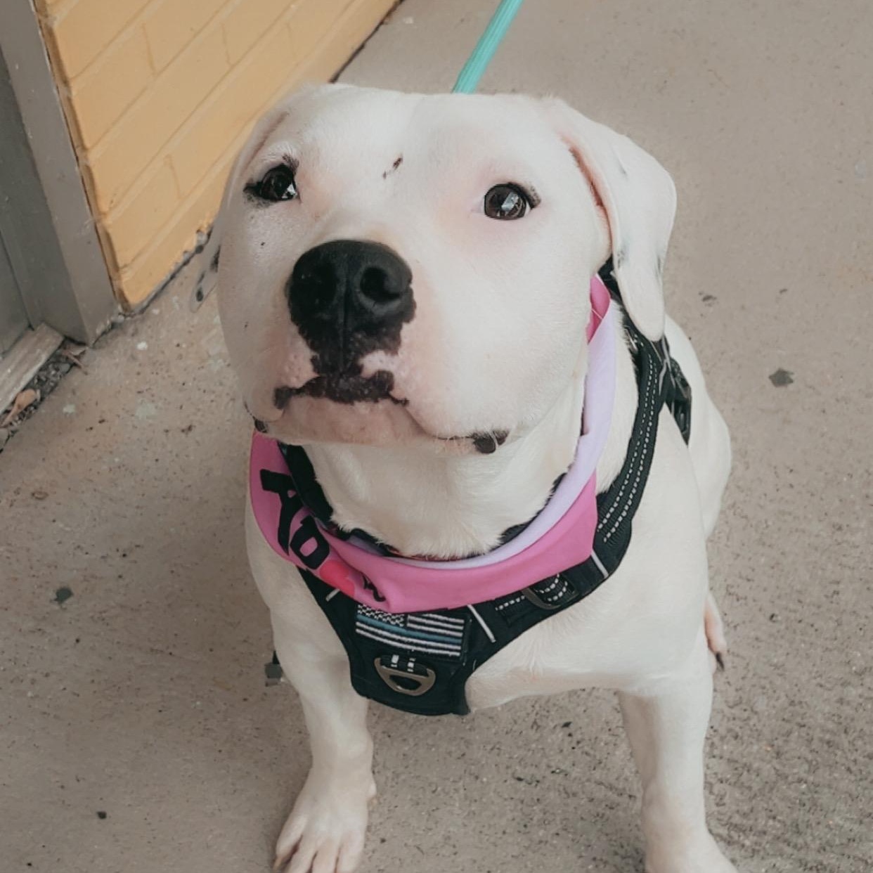 Enlarge Piper, a Adoptable mixed breed in Catawba, NC image 1/6