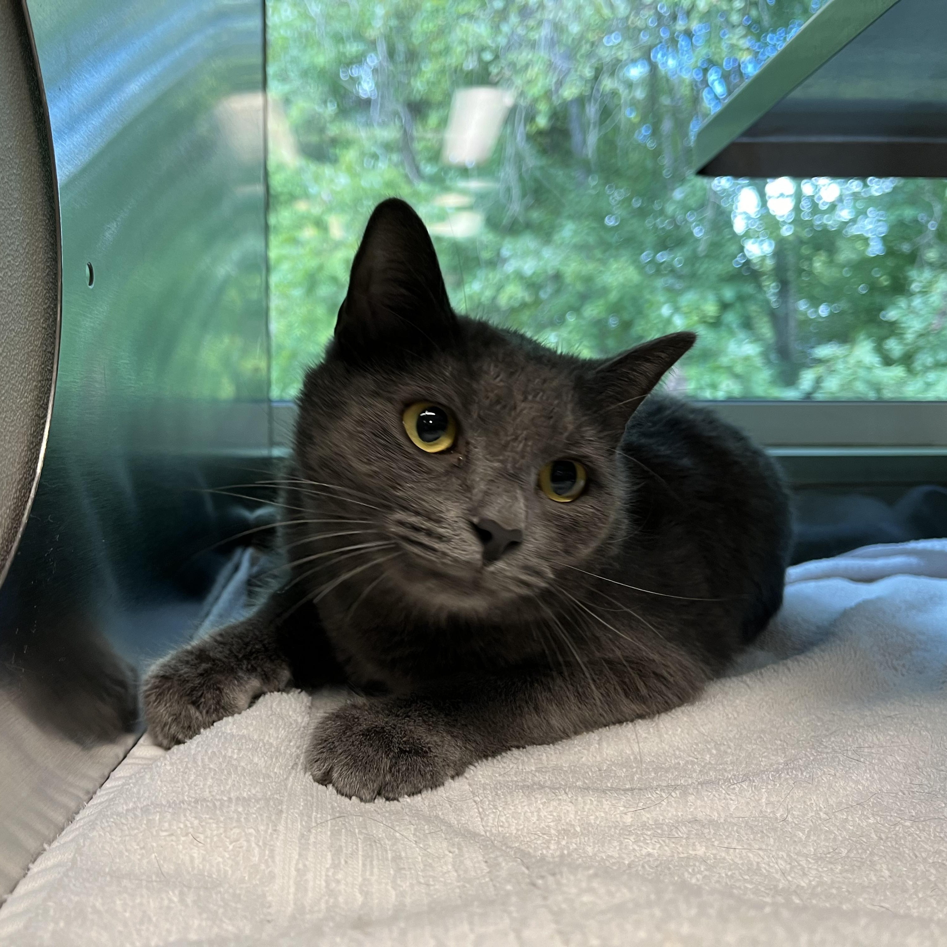 Cat for adoption Digger, a Domestic Short Hair in Randleman, NC