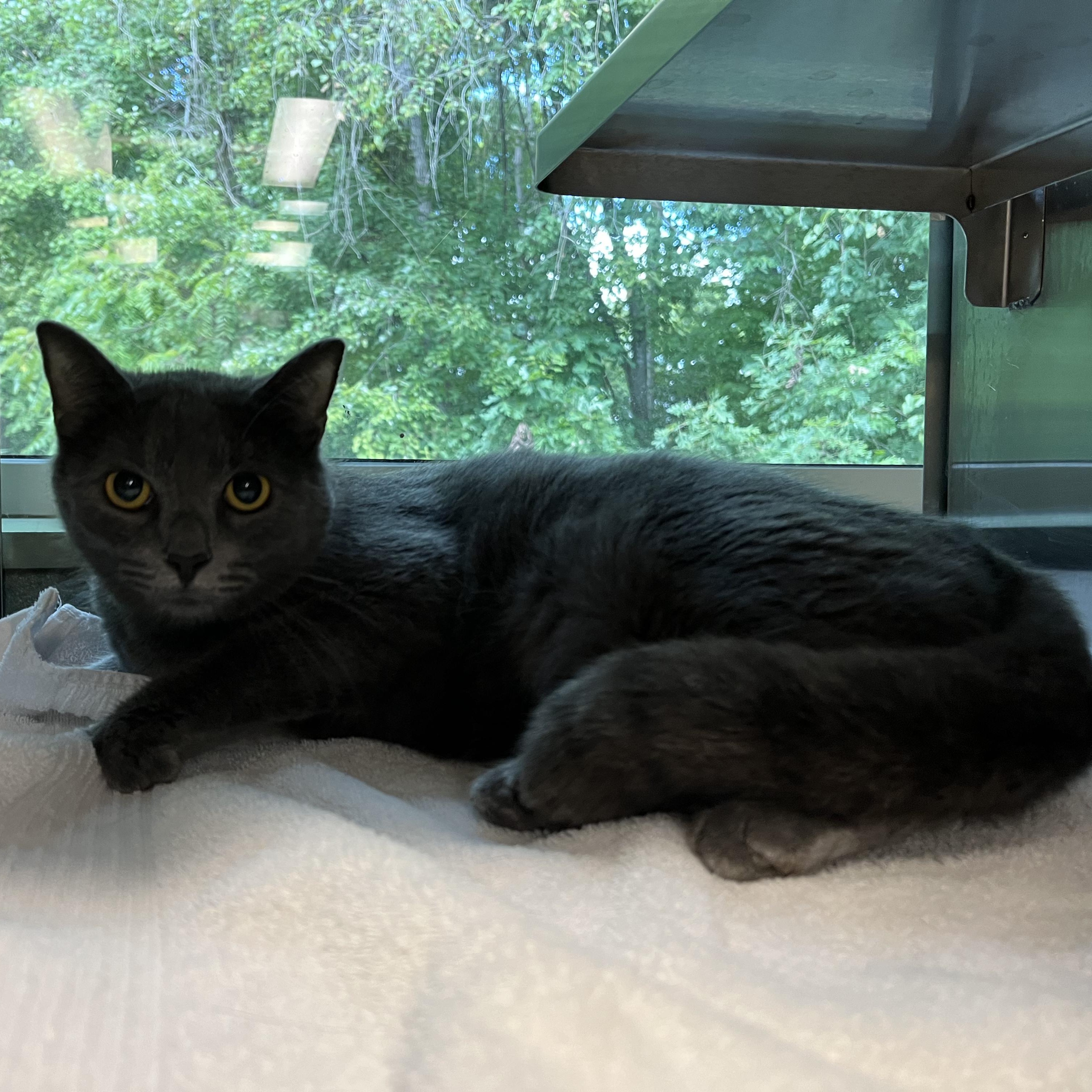 Cat for adoption Digger, a Domestic Short Hair in Randleman, NC