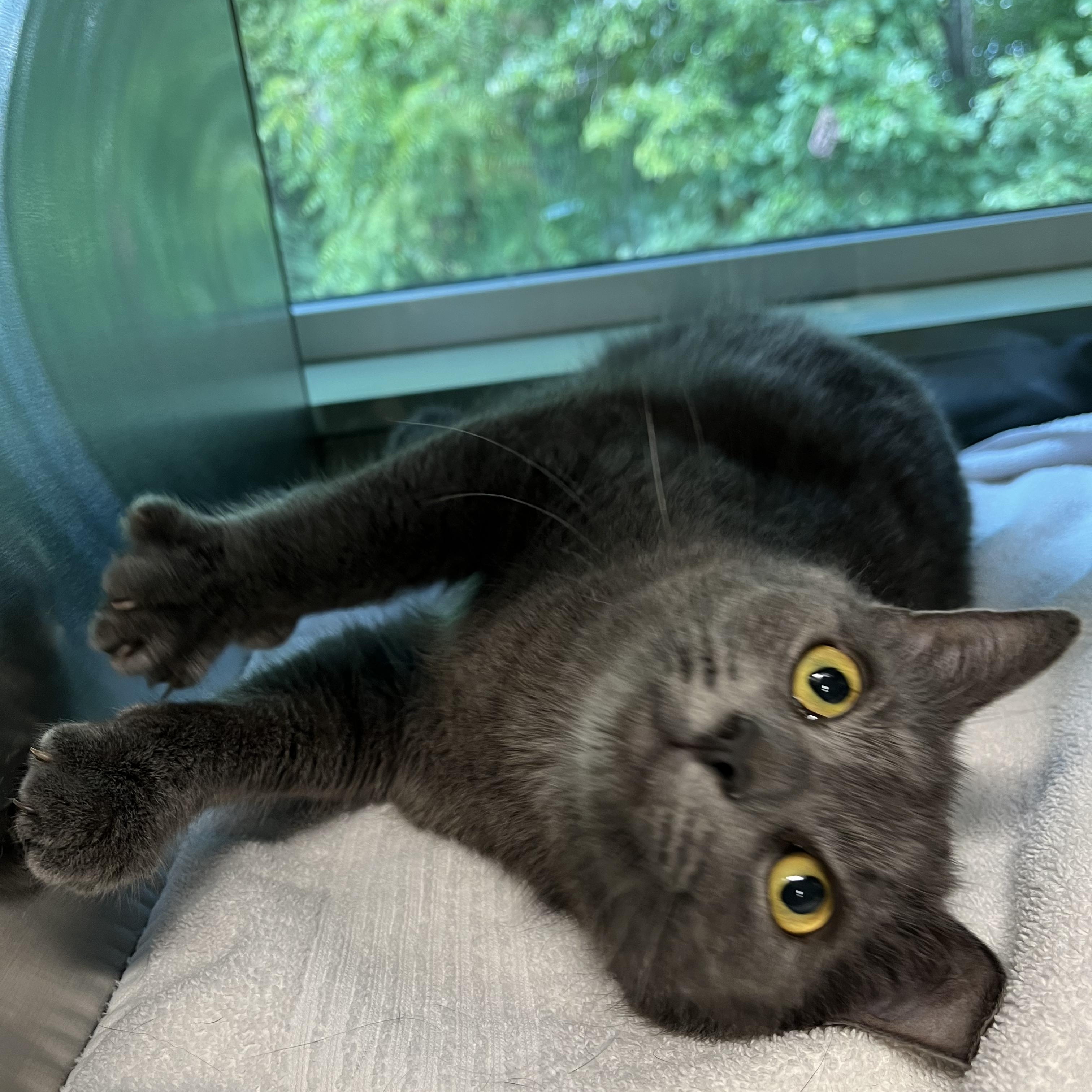 Cat for adoption Digger, a Domestic Short Hair in Randleman, NC