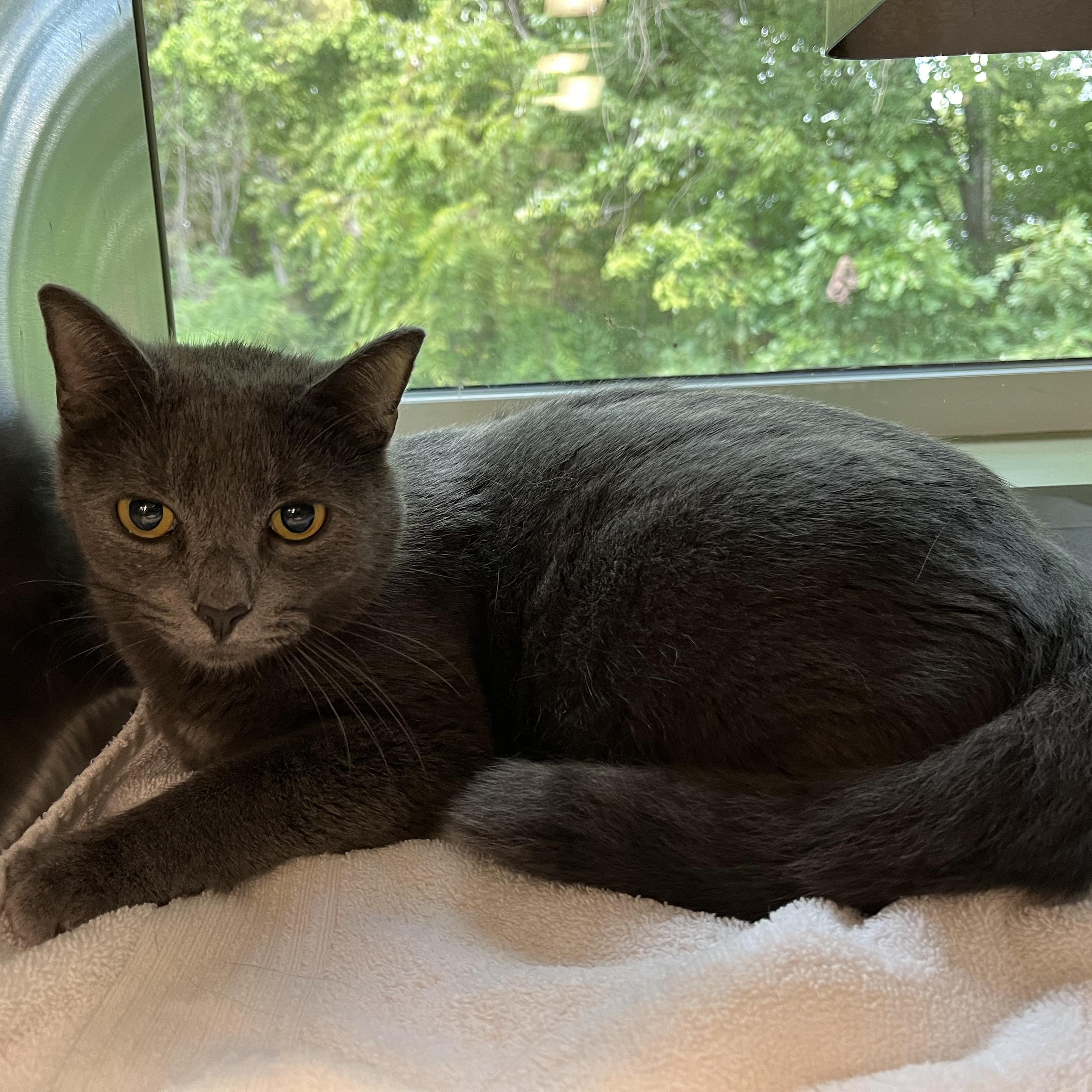Cat for adoption Digger, a Domestic Short Hair in Randleman, NC