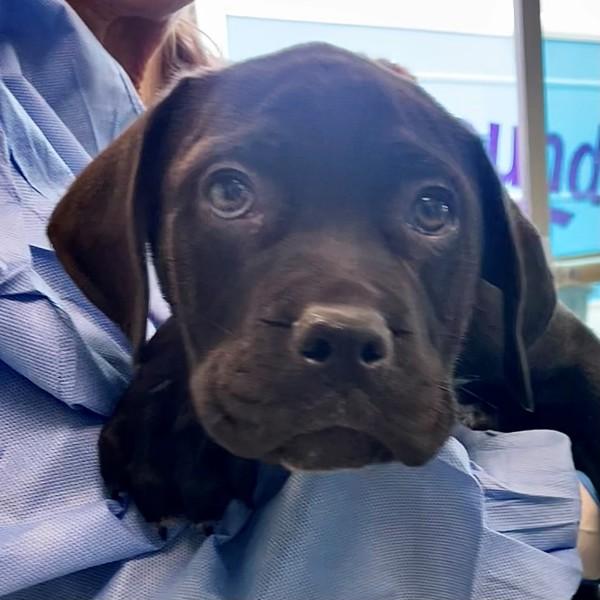 Oreo, Adoptable, Puppy Male Mastiff.