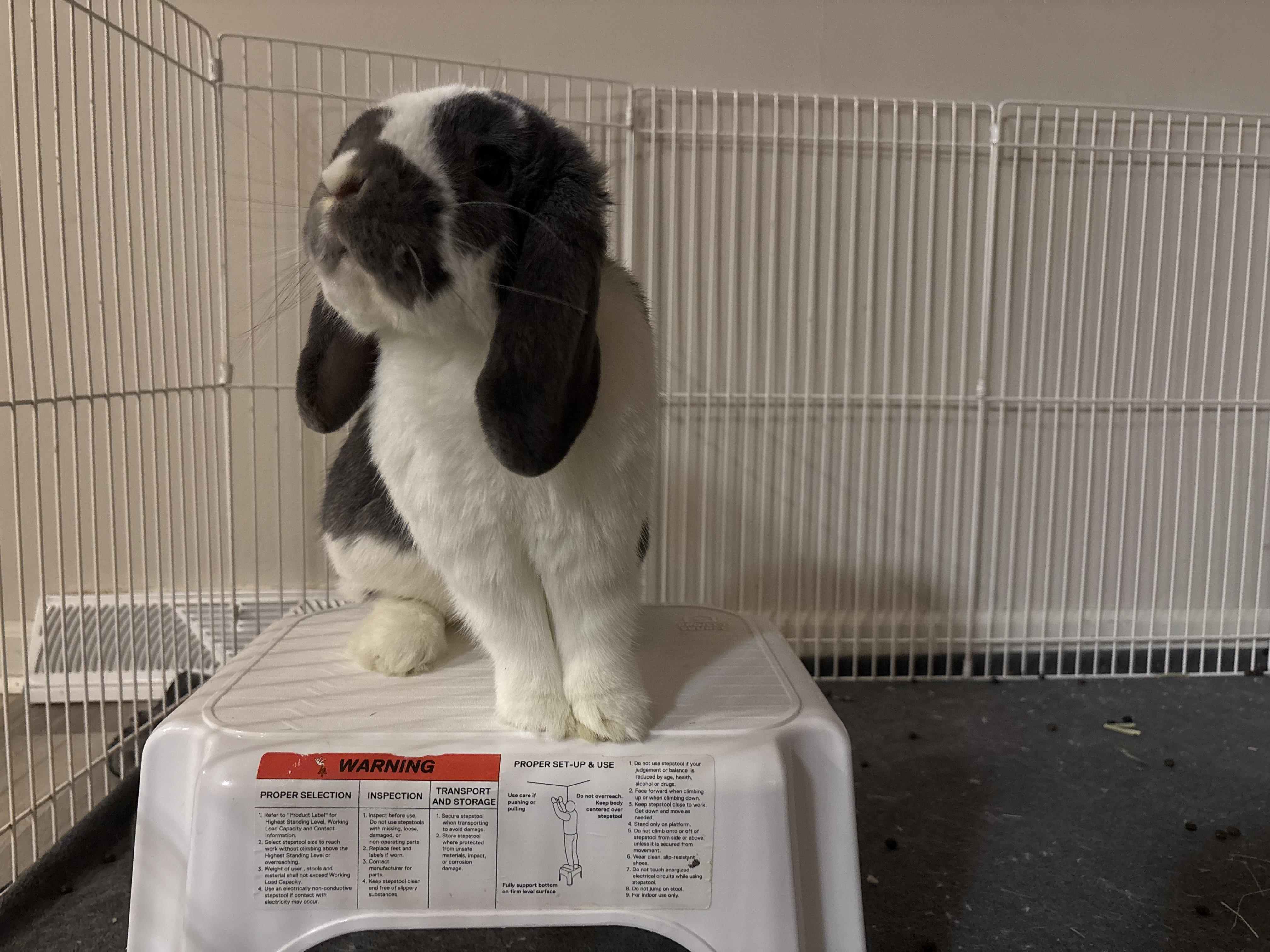 Diablo, Adoptable, Adult Male New Zealand.