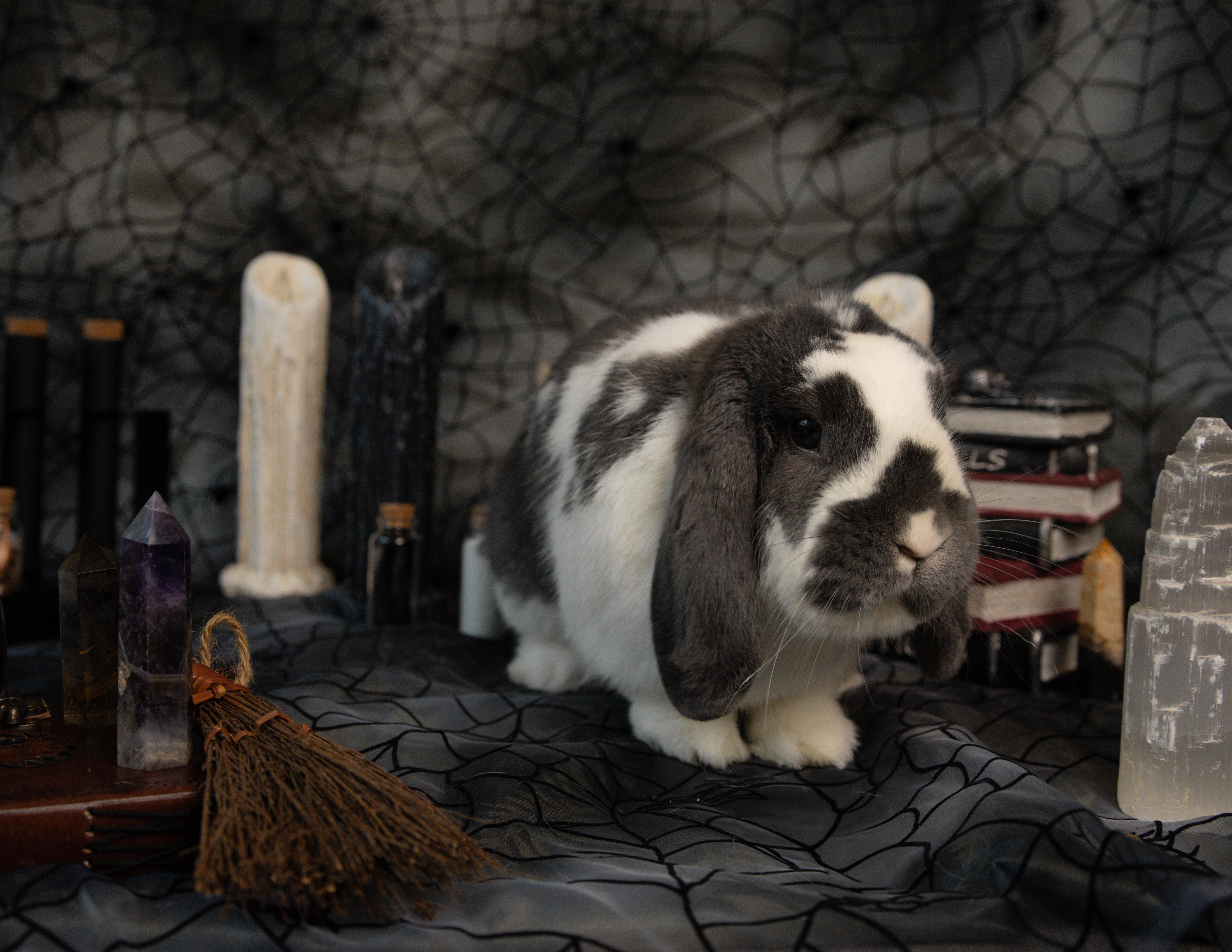 Diablo, a Adoptable mixed breed in Willowbrook, IL image 2/3