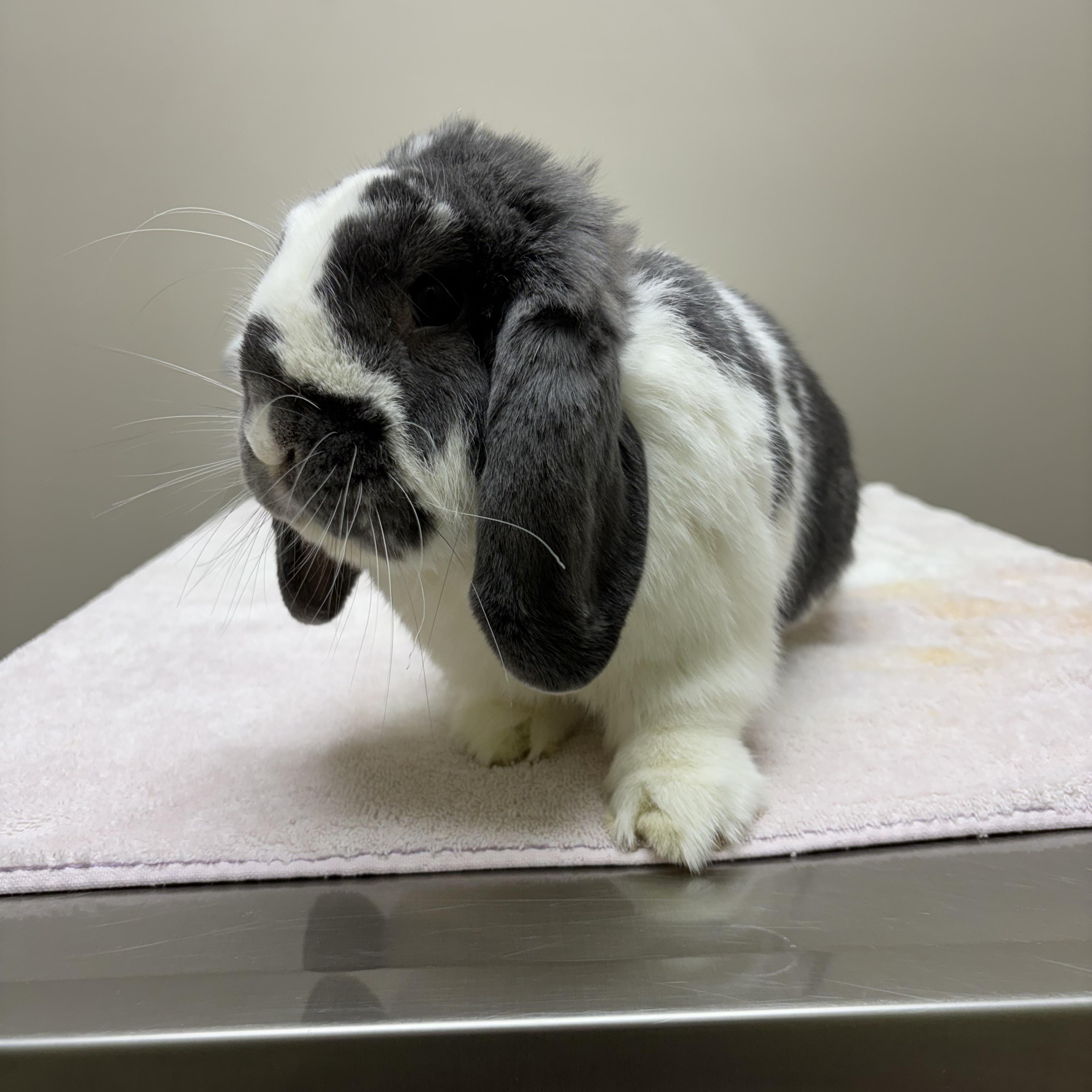 Diablo, a Adoptable mixed breed in Willowbrook, IL image 3/3