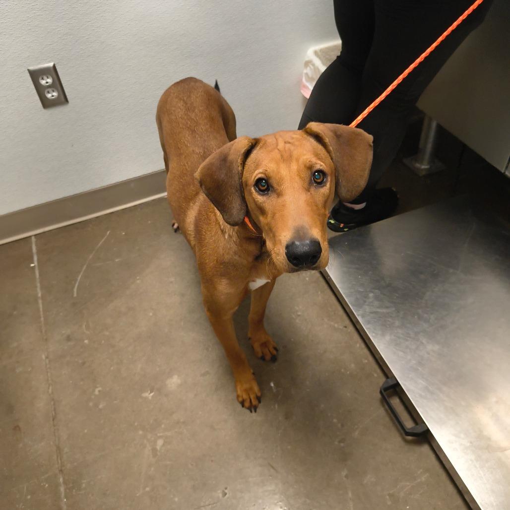 Helen, a Adoptable mixed breed in Tulsa, OK image 2/6