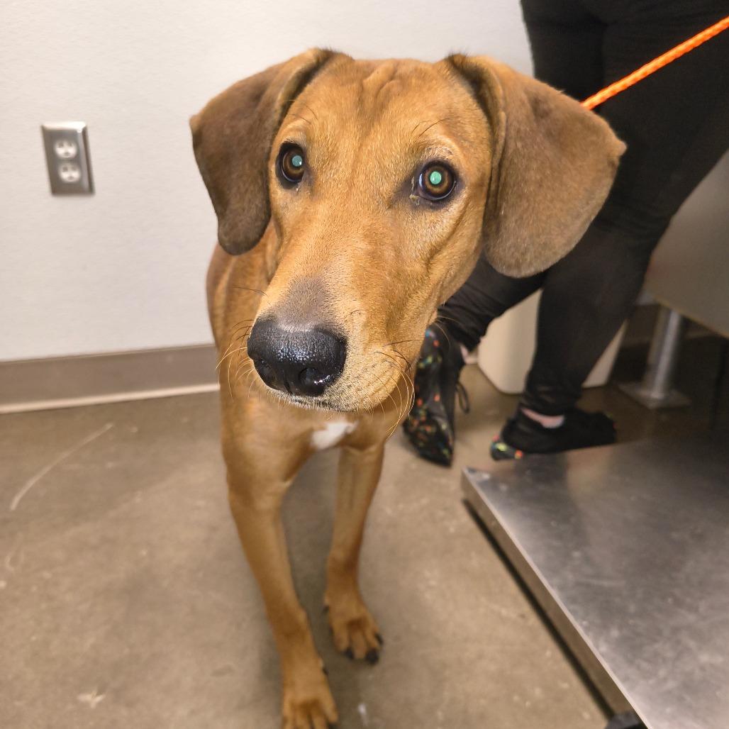 Helen, a Adoptable mixed breed in Tulsa, OK image 3/6