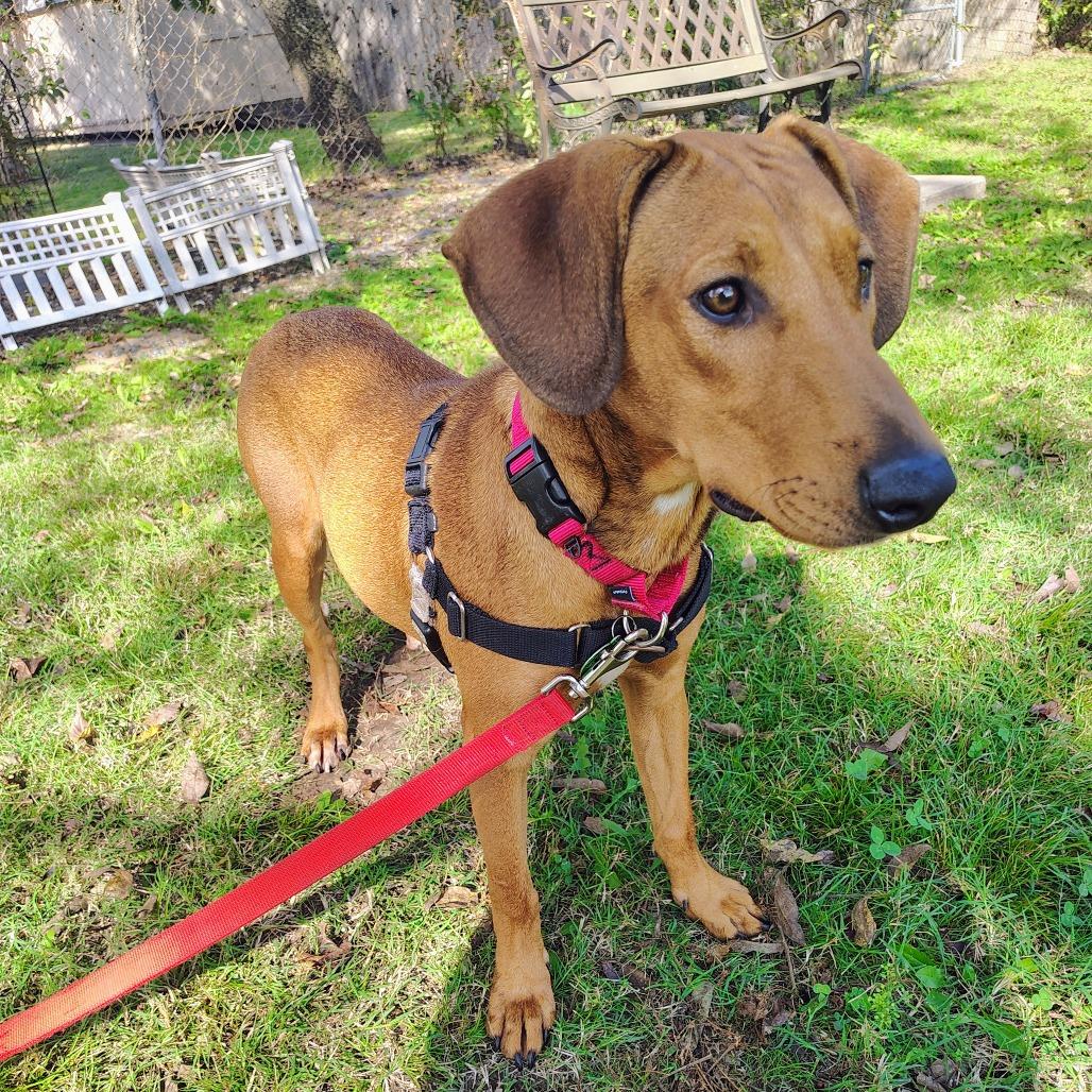 Helen, a Adoptable mixed breed in Tulsa, OK image 4/6