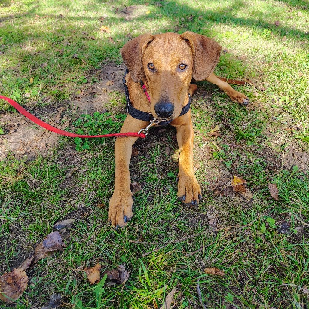 Helen, a Adoptable mixed breed in Tulsa, OK image 5/6
