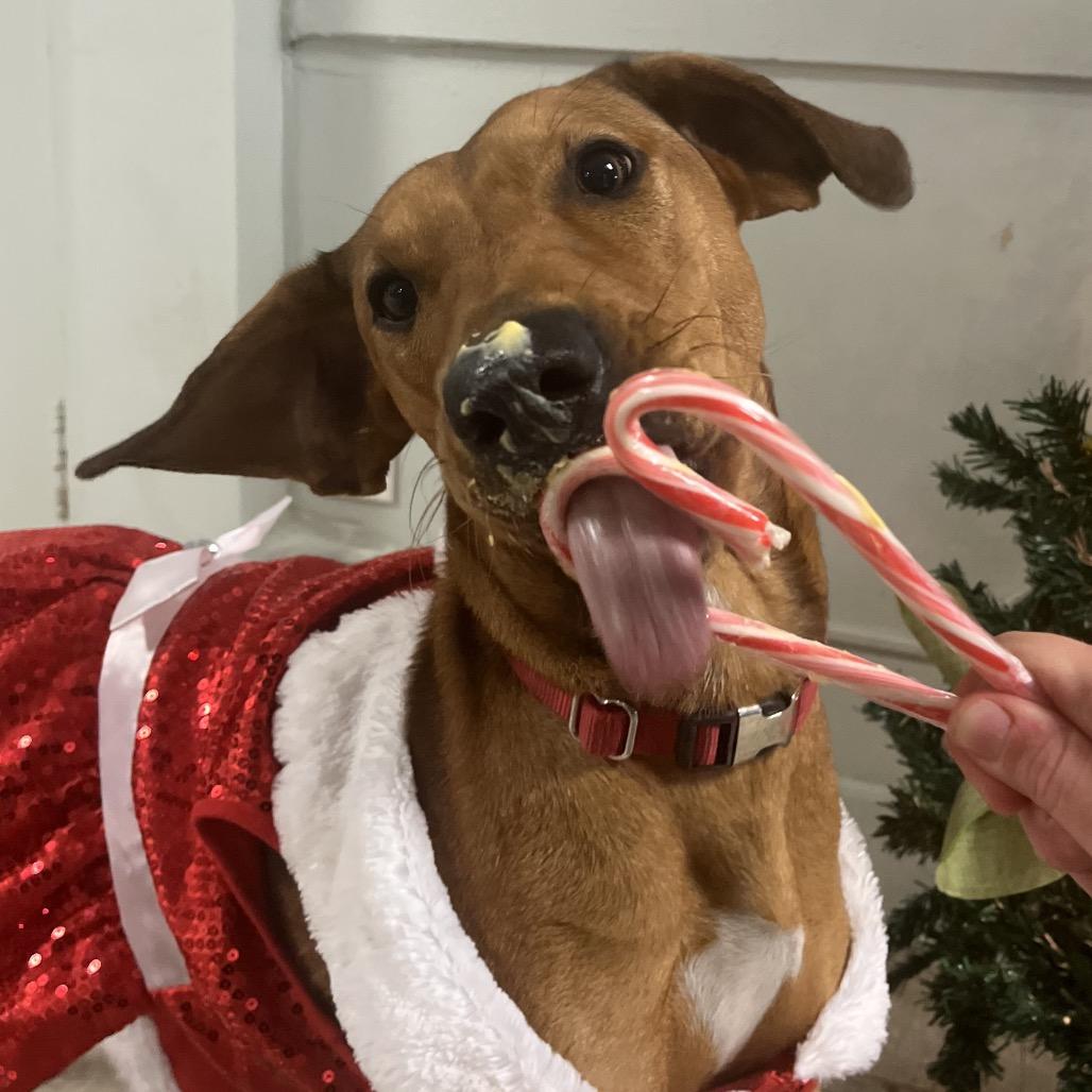 Helen, a Adoptable mixed breed in Tulsa, OK image 6/6