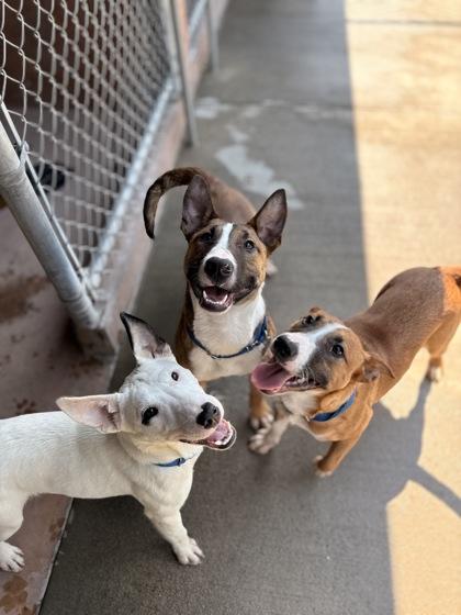 Raulie, Adoptable, Puppy Female Bull Terrier & Mixed Breed.