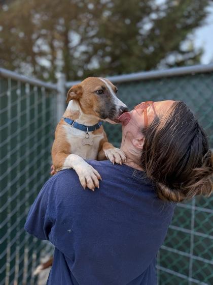 Enlarge Raulie, a Adoptable mixed breed in Burlington, WA image 2/3