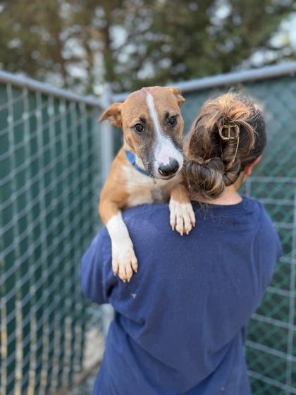 Enlarge Raulie, a Adoptable mixed breed in Burlington, WA image 3/3