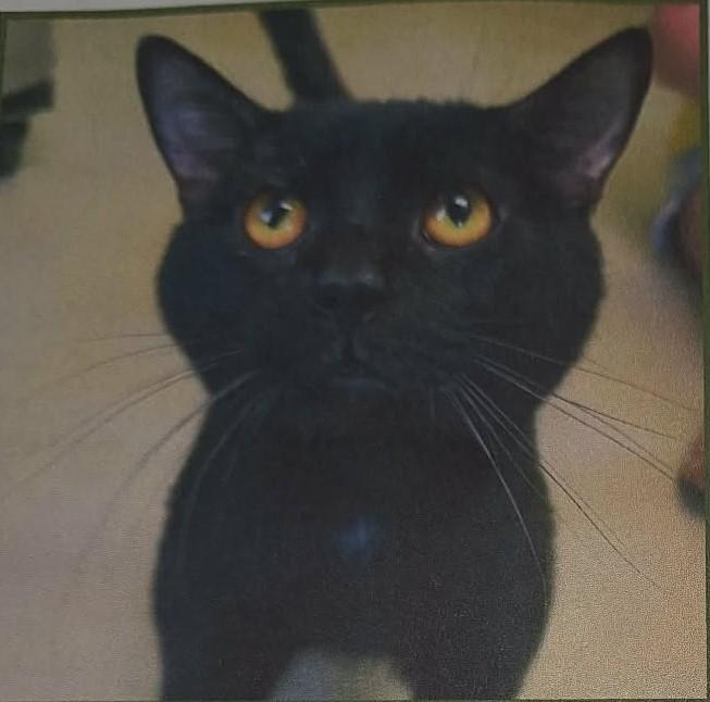 Enlarge Kairo, a Adoptable Domestic Short Hair in Randolph, AL image 1/1