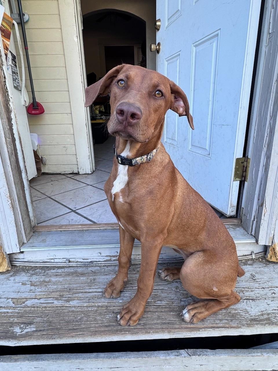 Enlarge Tiny (ADOPTION PENDING), a Adopted mixed breed in Yakima, WA image 4/4