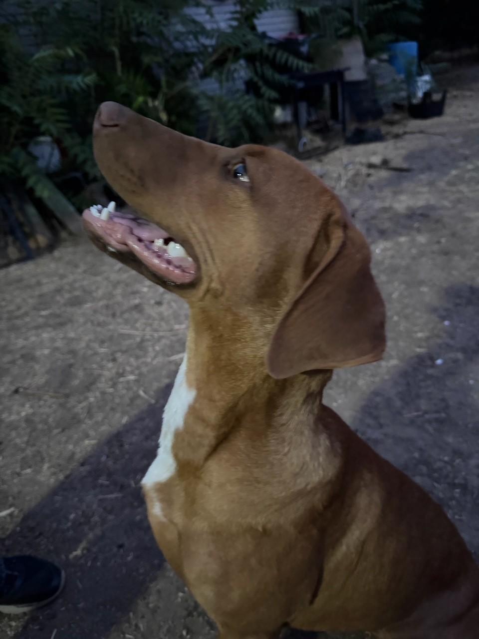 Enlarge Tiny (ADOPTION PENDING), a Adopted mixed breed in Yakima, WA image 3/4