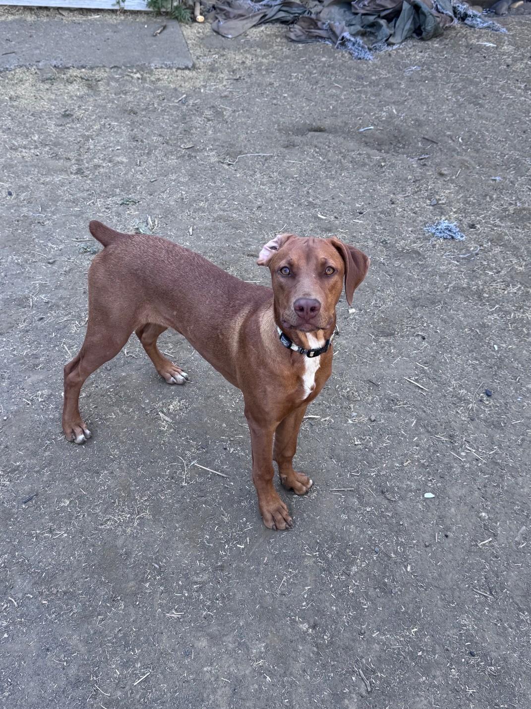 Enlarge Tiny (ADOPTION PENDING), a Adopted mixed breed in Yakima, WA image 1/4