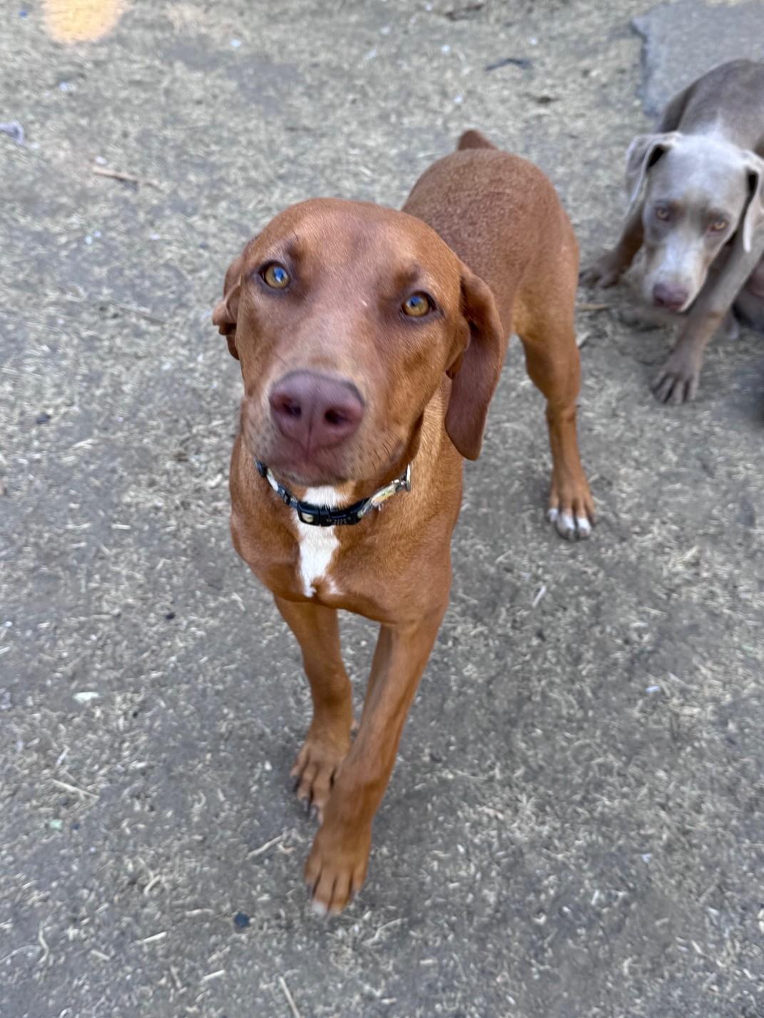 Enlarge Tiny (ADOPTION PENDING), a Adopted mixed breed in Yakima, WA image 2/4