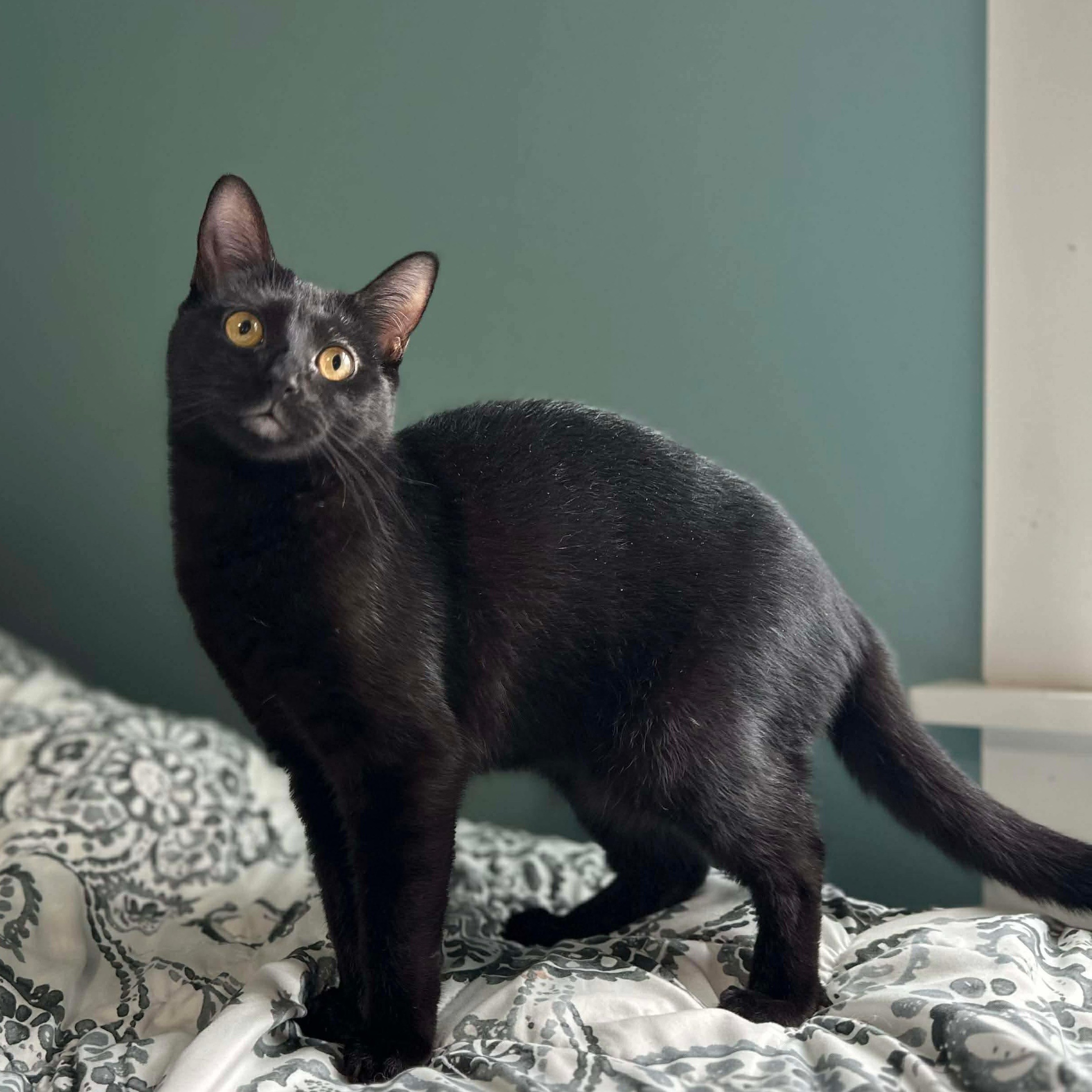 Sriracha (bonded with Salsa), a Adoptable mixed breed in Fort Oglethorpe, GA image 1/6