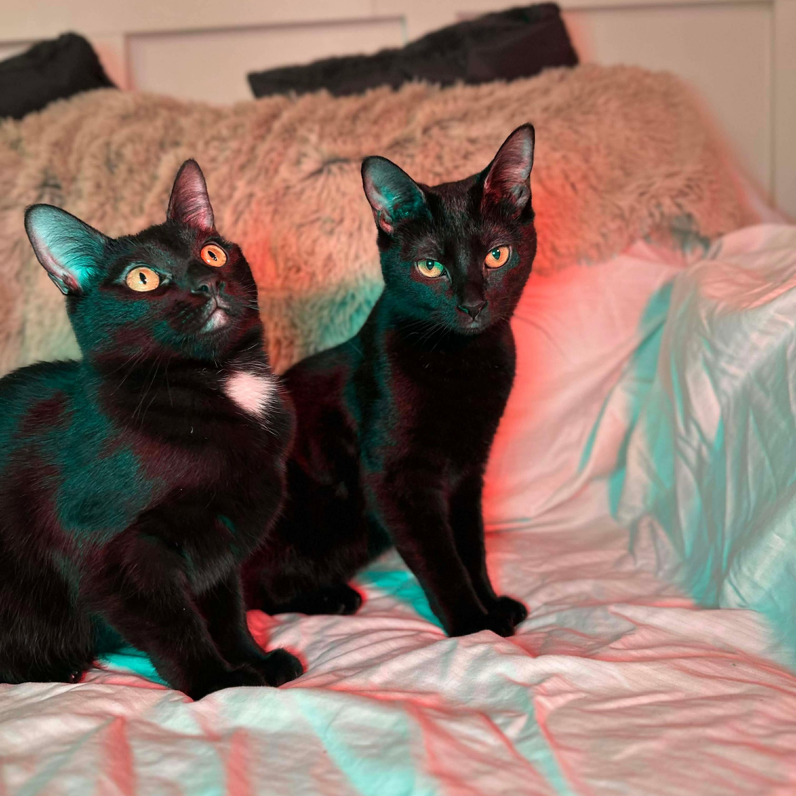 Sriracha (bonded with Salsa), a Adoptable mixed breed in Fort Oglethorpe, GA image 2/6