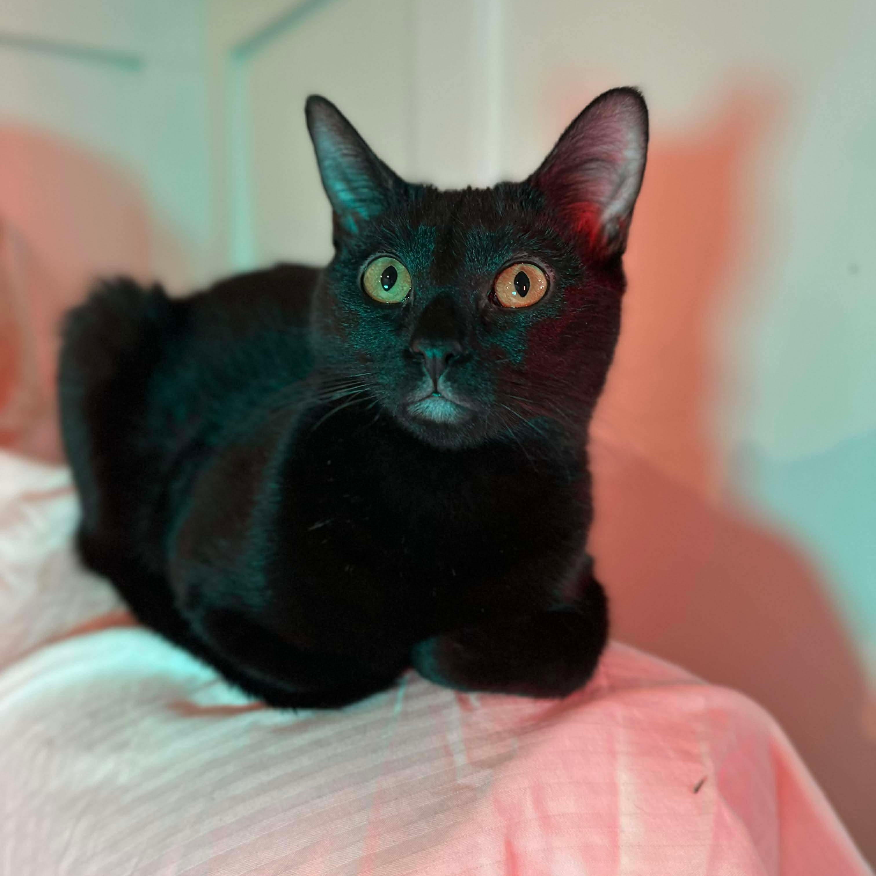 Sriracha (bonded with Salsa), a Adoptable mixed breed in Fort Oglethorpe, GA image 3/6