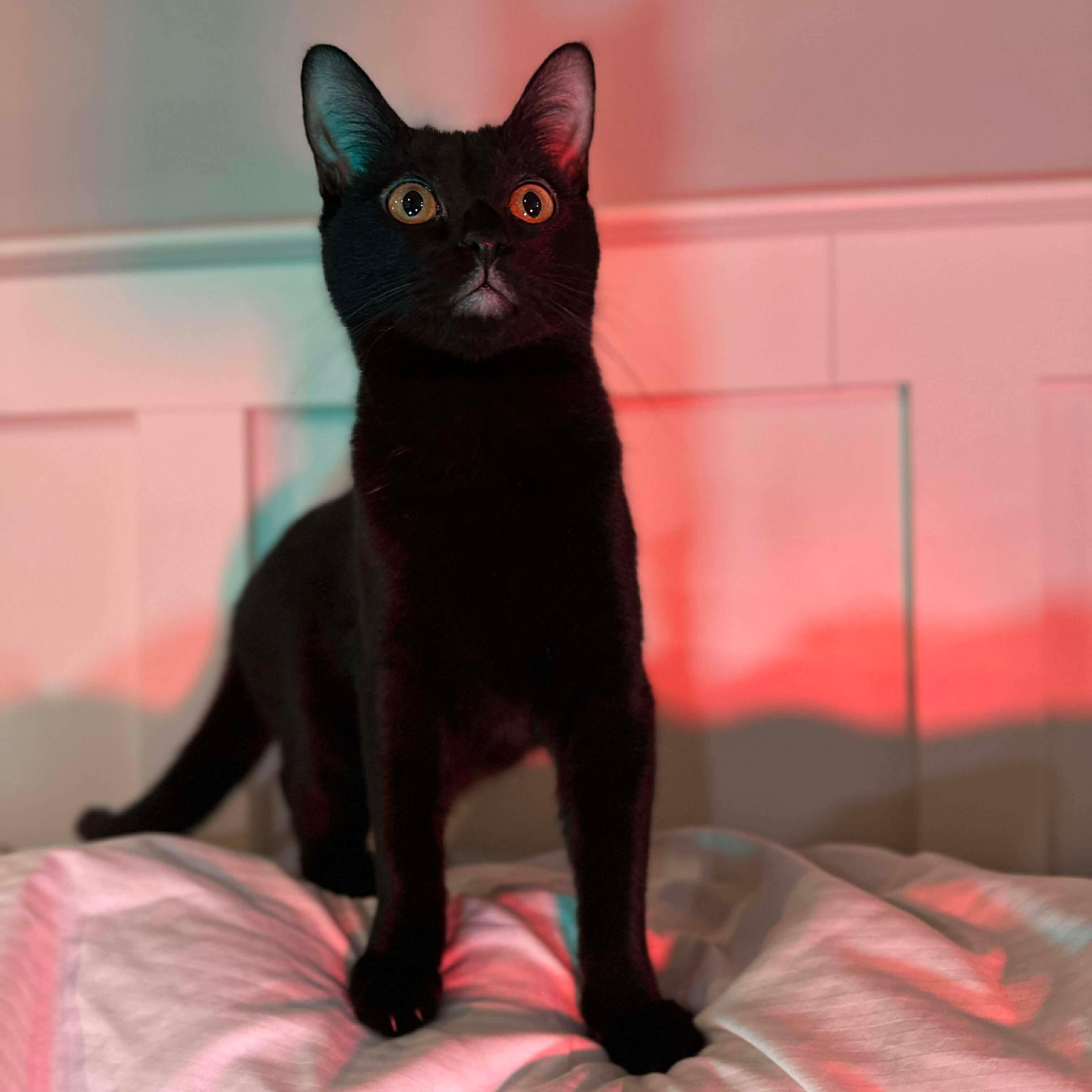 Sriracha (bonded with Salsa), a Adoptable mixed breed in Fort Oglethorpe, GA image 4/6