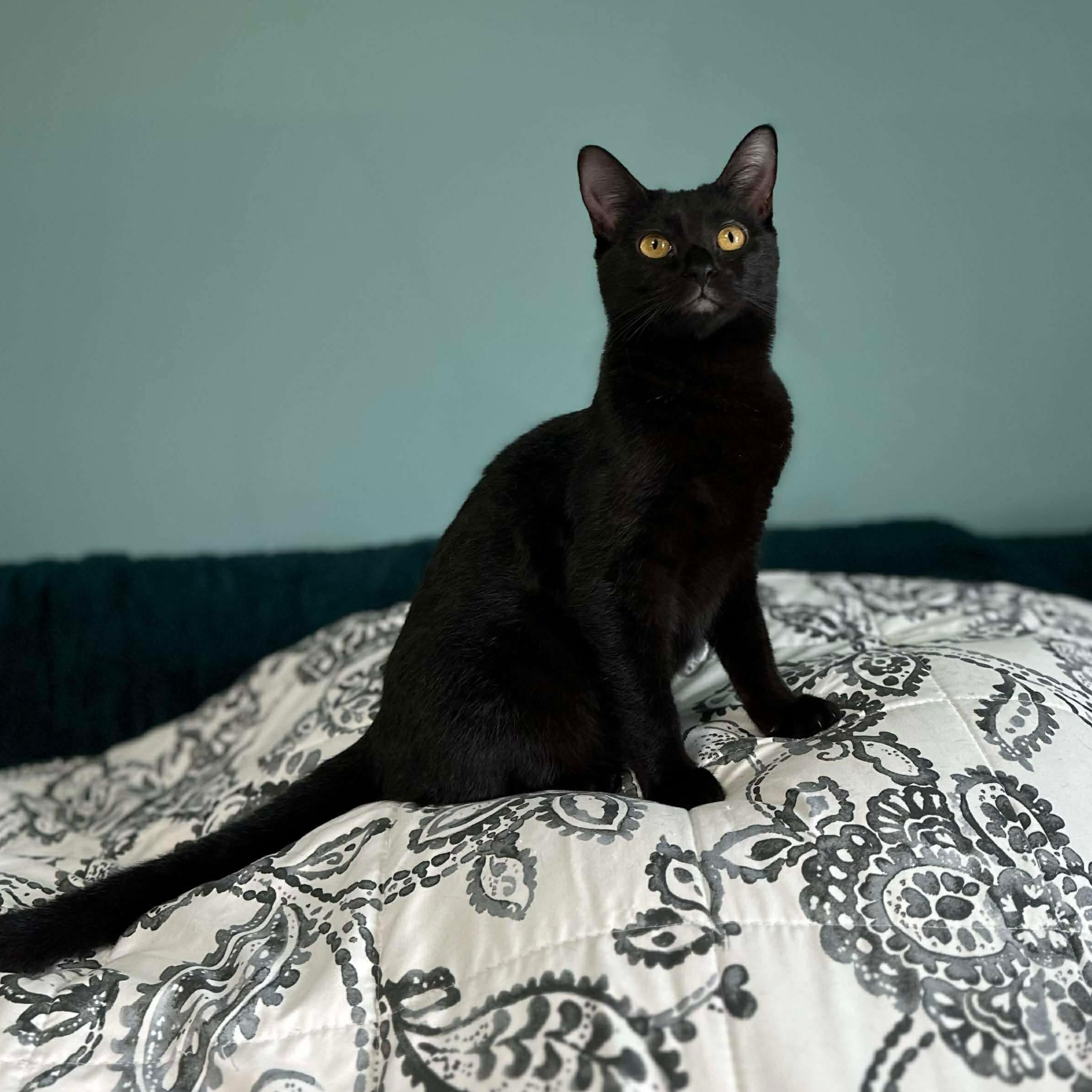 Sriracha (bonded with Salsa), a Adoptable mixed breed in Fort Oglethorpe, GA image 5/6