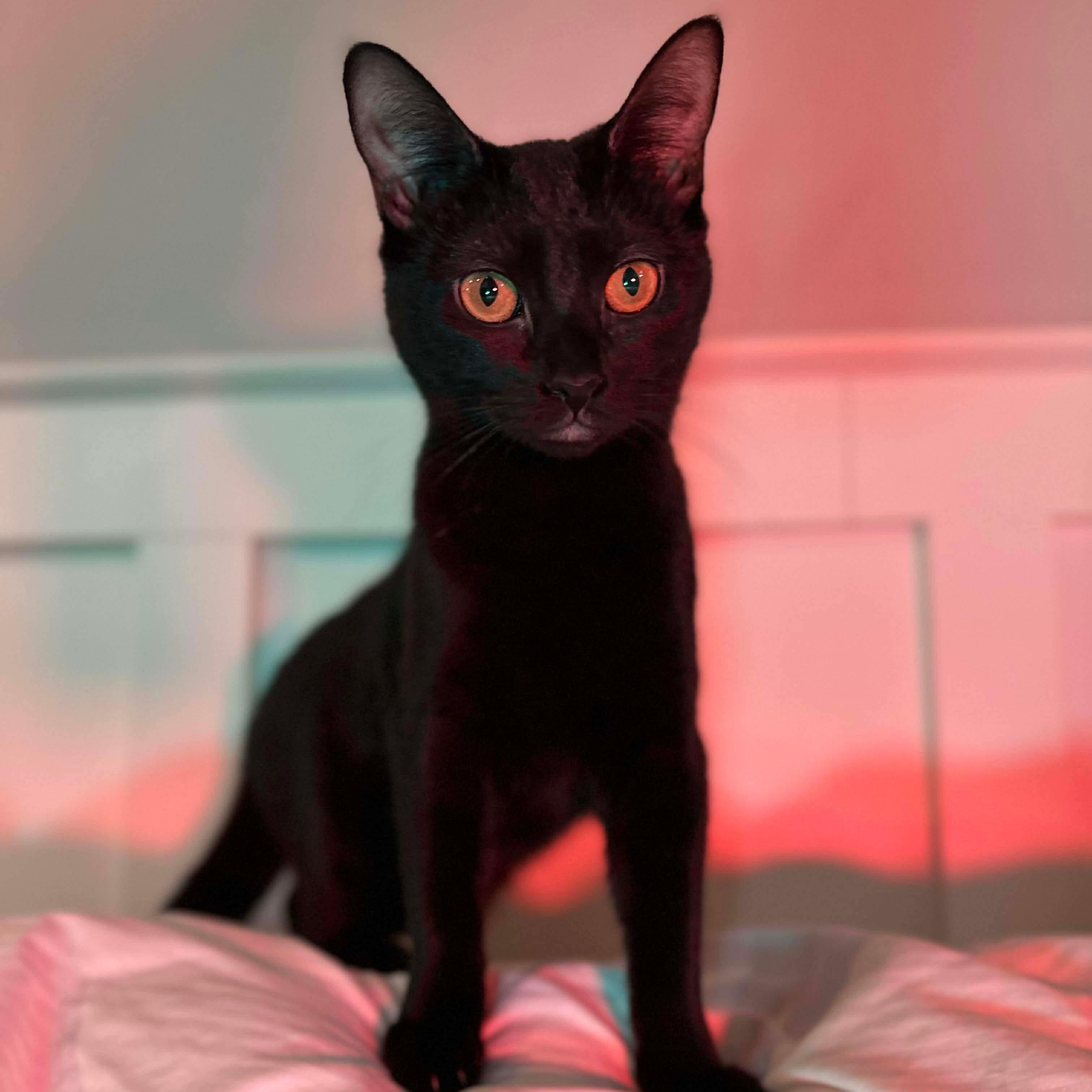 Sriracha (bonded with Salsa), a Adoptable mixed breed in Fort Oglethorpe, GA image 6/6