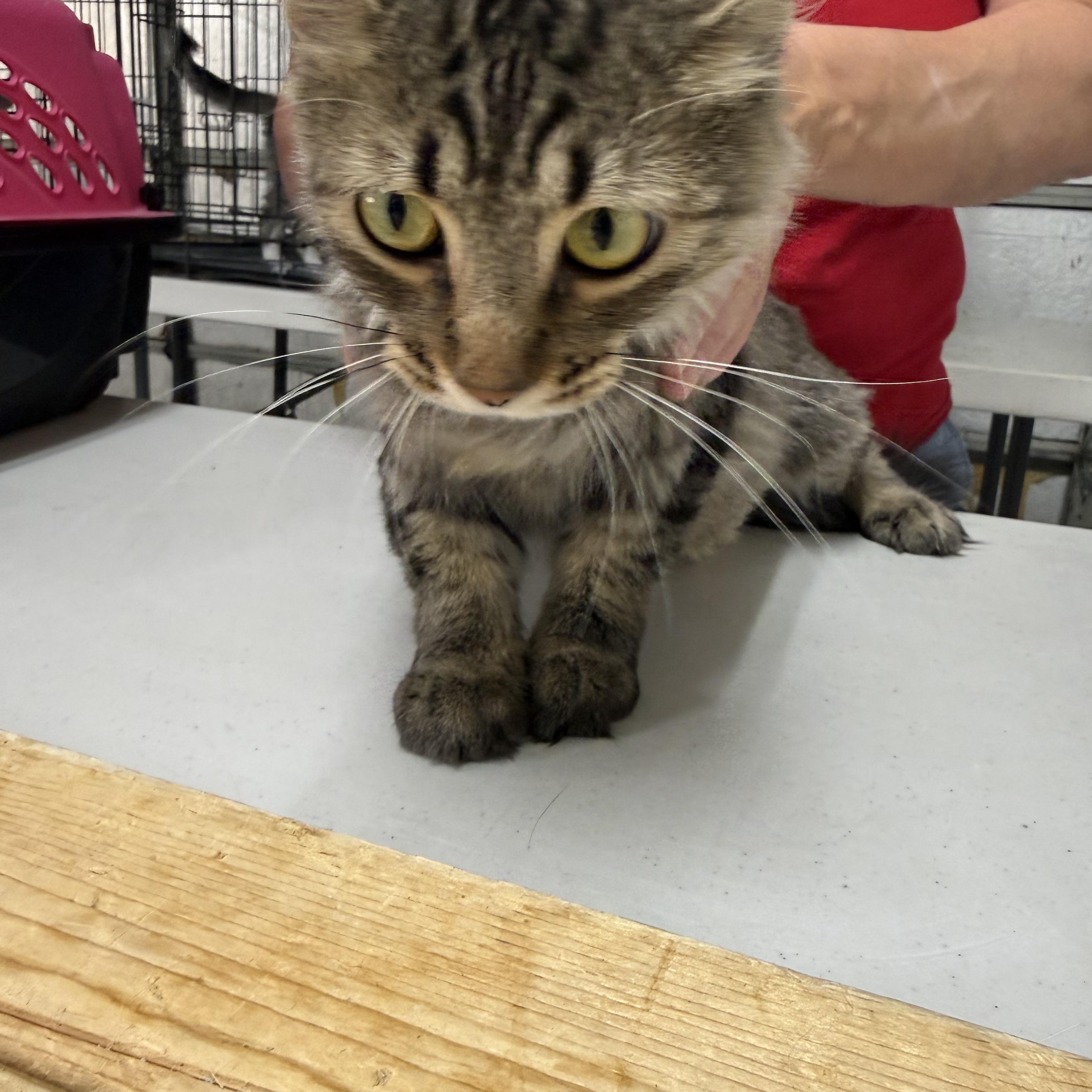 Rumour, ADOPTABLE, Adult Female Tabby.