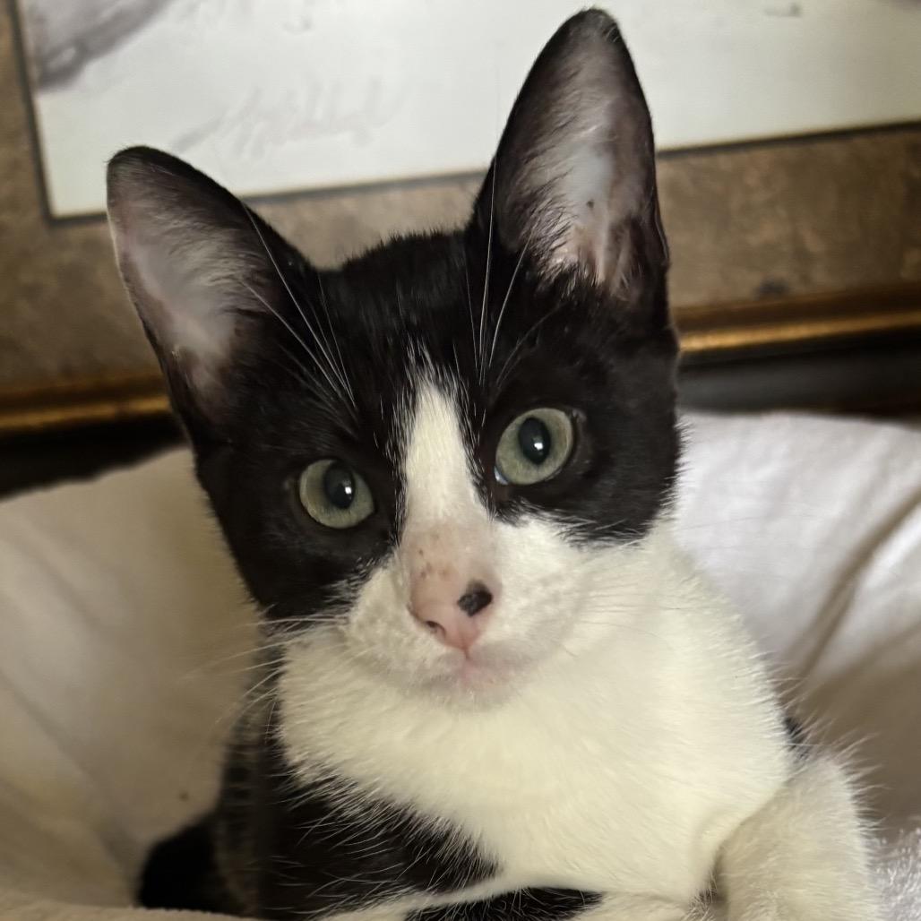 Enlarge Bebe & Lola, a Adoptable Domestic Short Hair in Denison, TX image 1/2