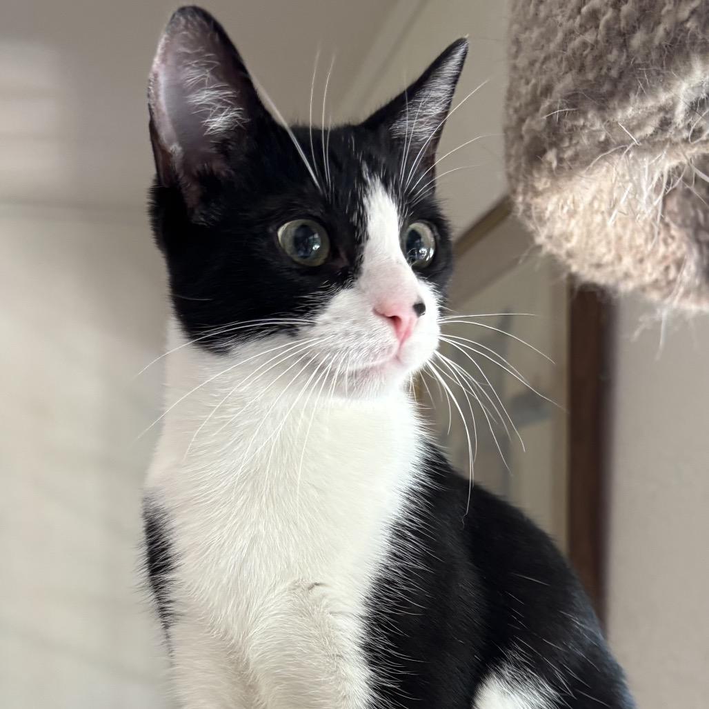 Enlarge Bebe & Lola, a Adoptable Domestic Short Hair in Denison, TX image 2/2