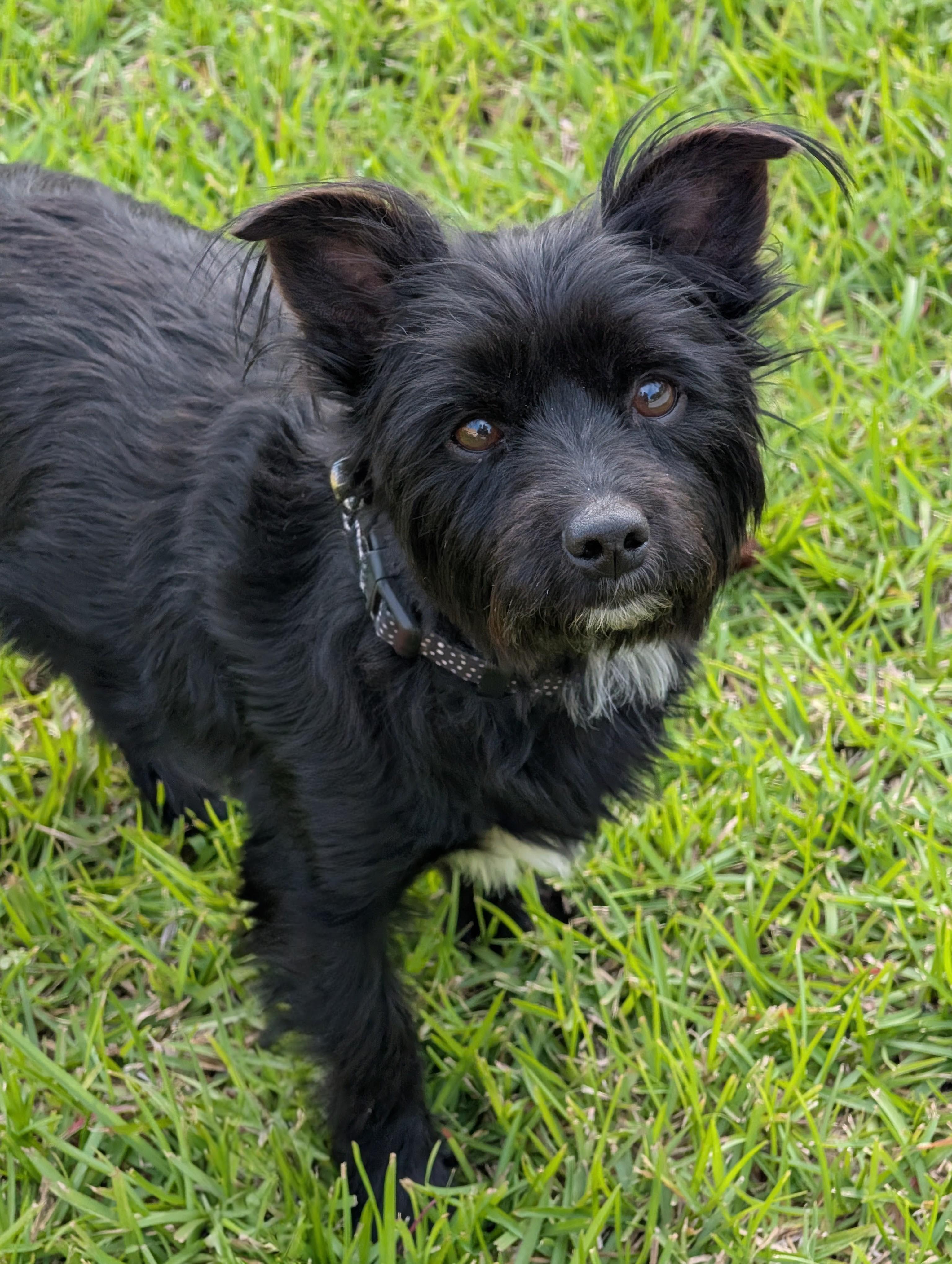 Nala, adopted, Adult Female Pomeranian & Chihuahua.